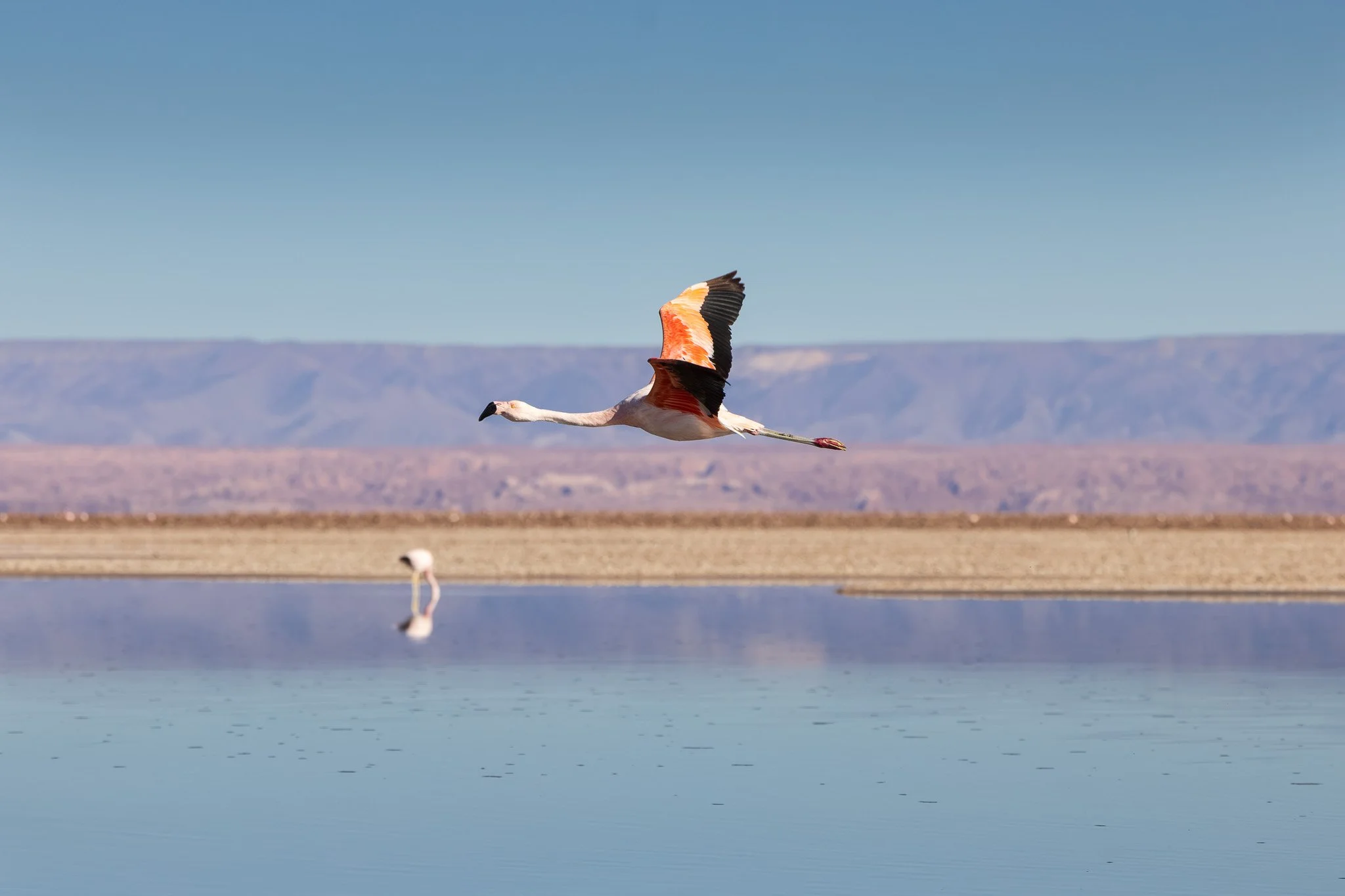 Chilean Flamingo at Laguna Chaxa