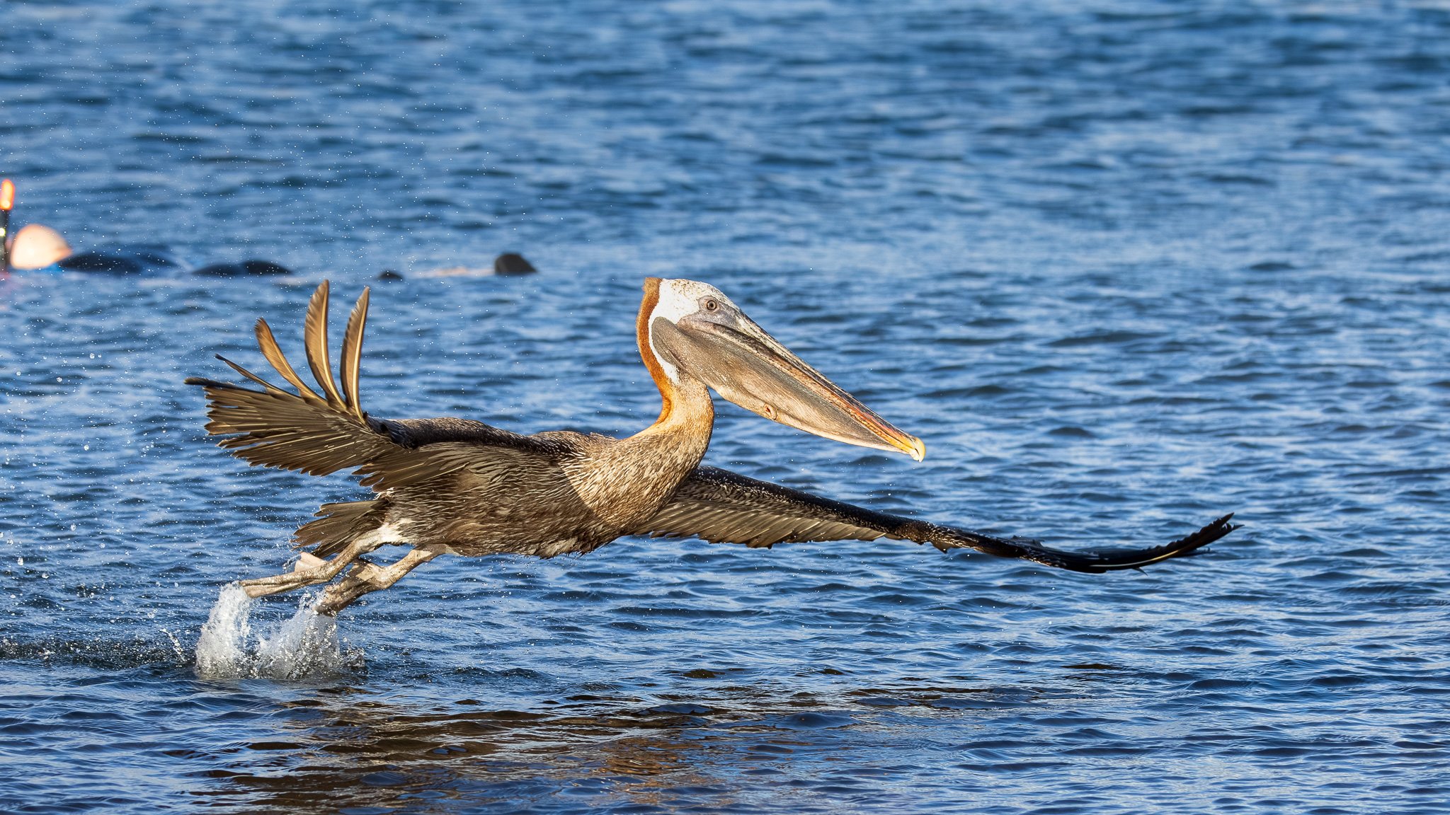 Galapagos Brown Pelican