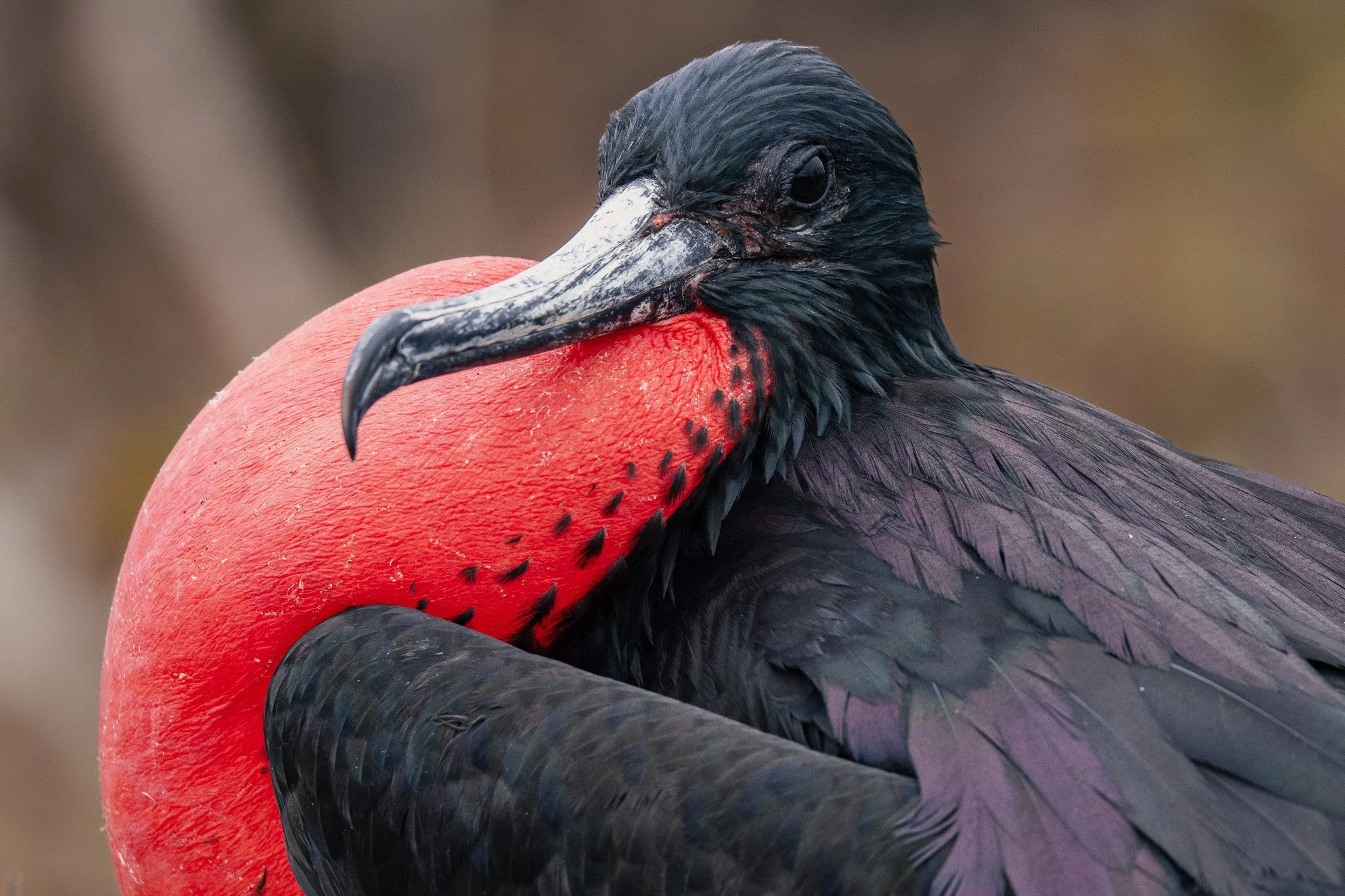 Male Frigatebird on North Seymour Island
