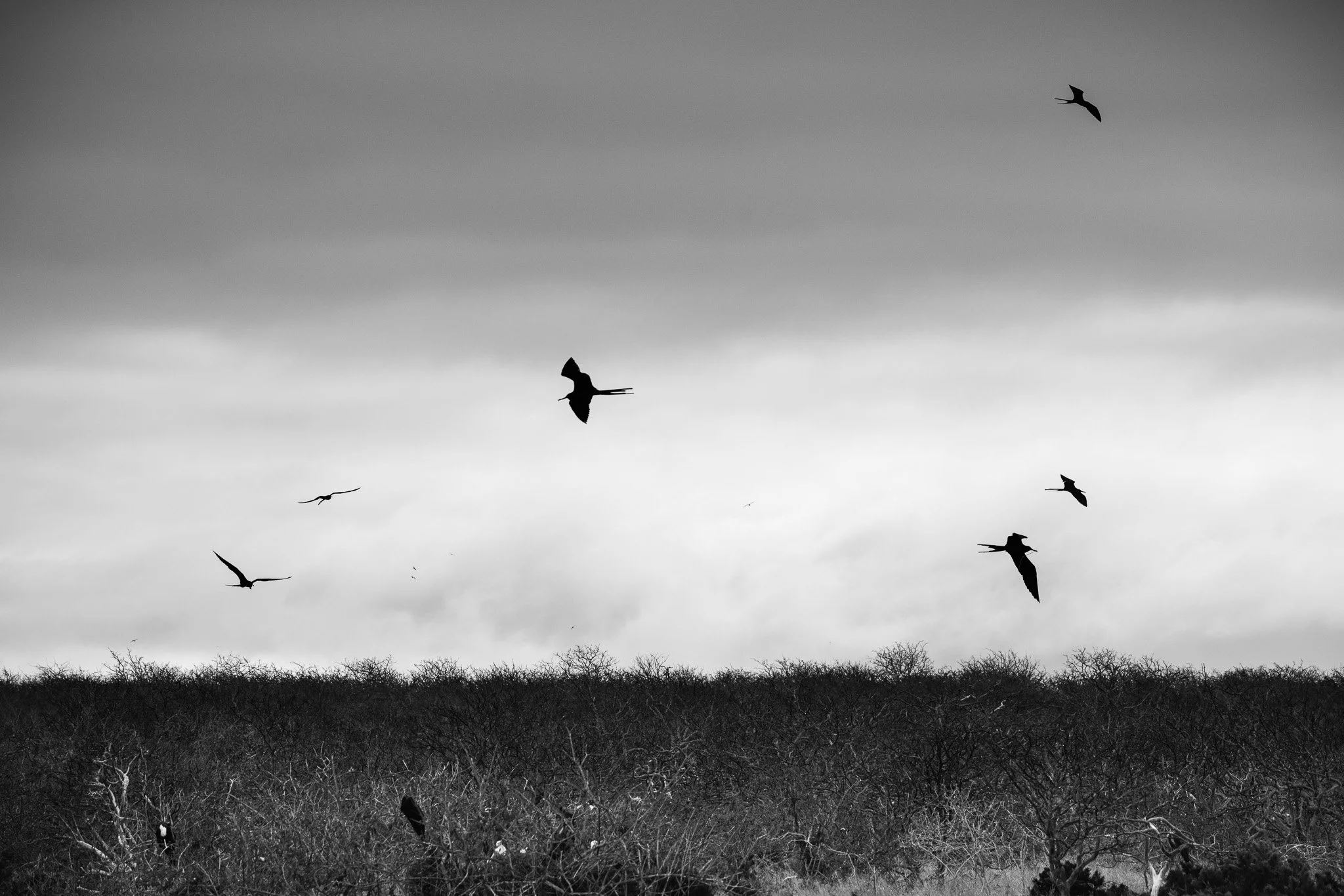 Frigatebirds, the "pirate birds" of the sky