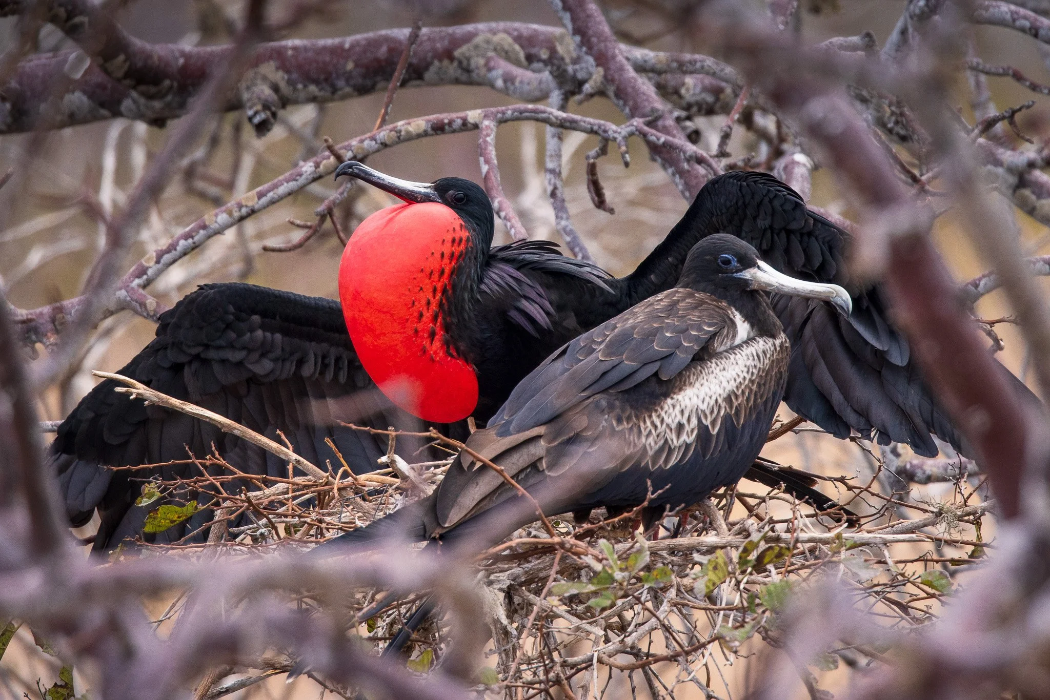 A pair of Frigatebirds