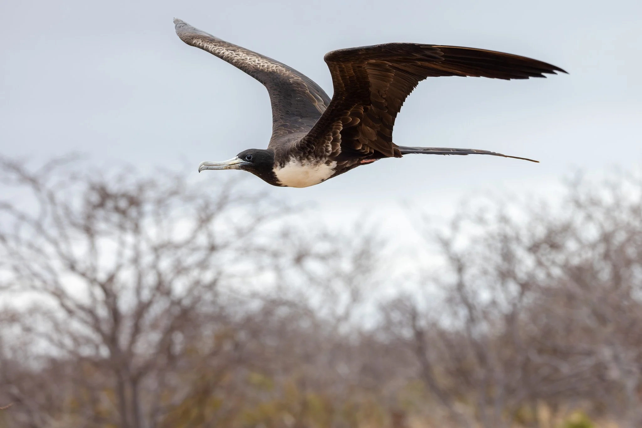 Female frigatebird