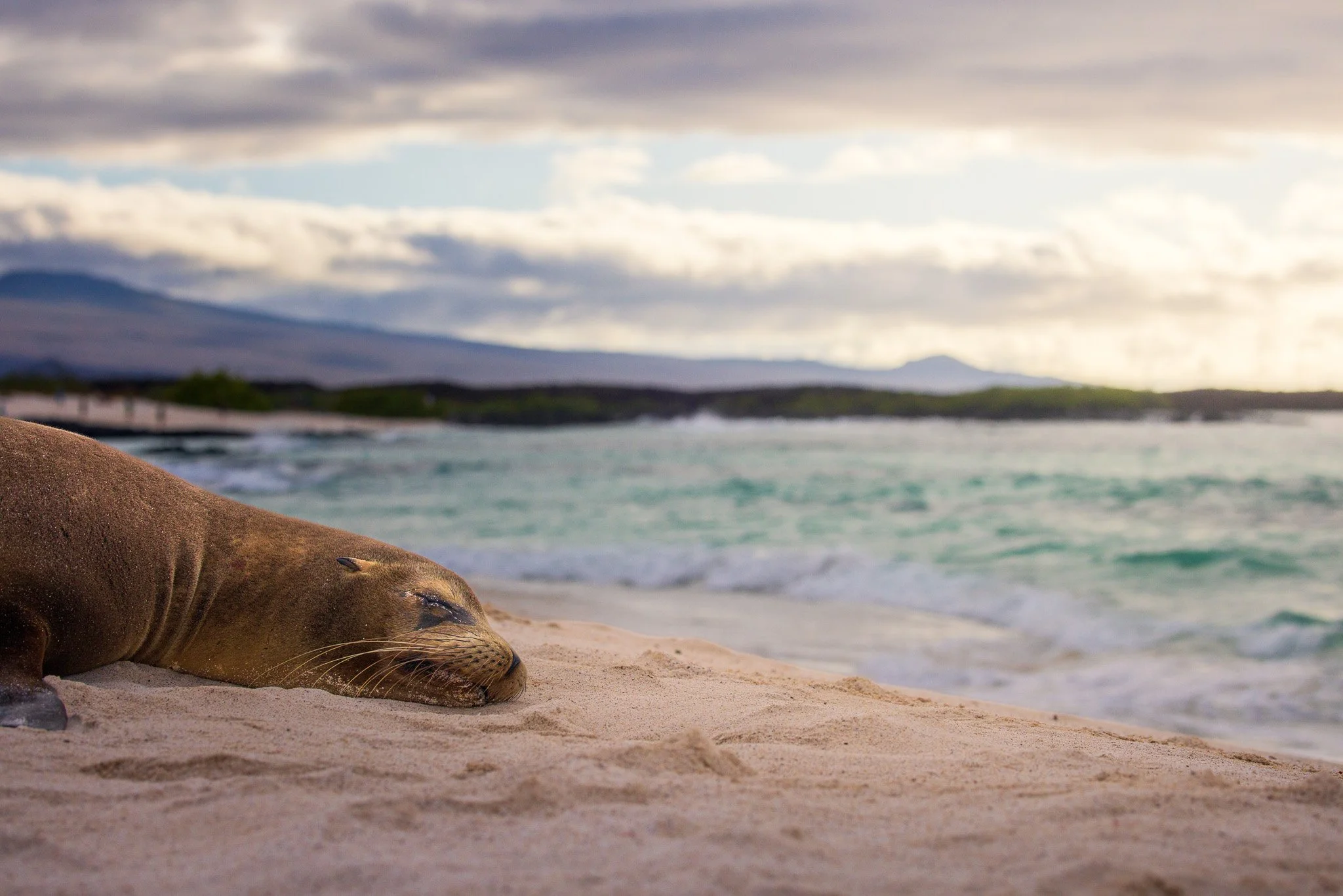 Galapagos Sea Lion on Cerro Brujo Beach