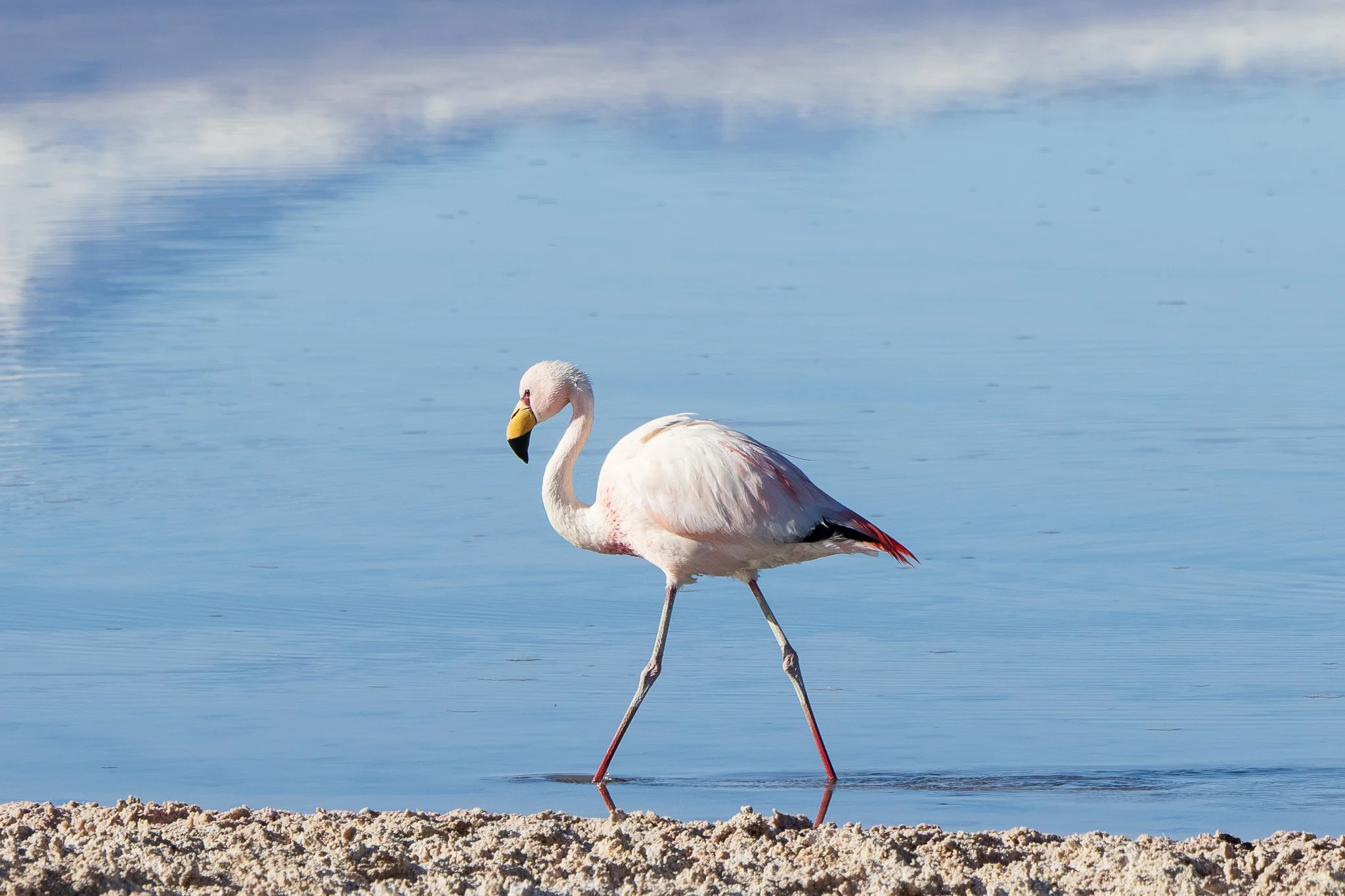 James's Flamingo at Laguna Chaxa