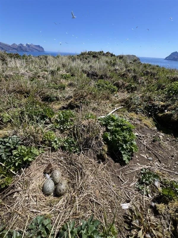 Seagull Eggs at Perryville Culture Camp