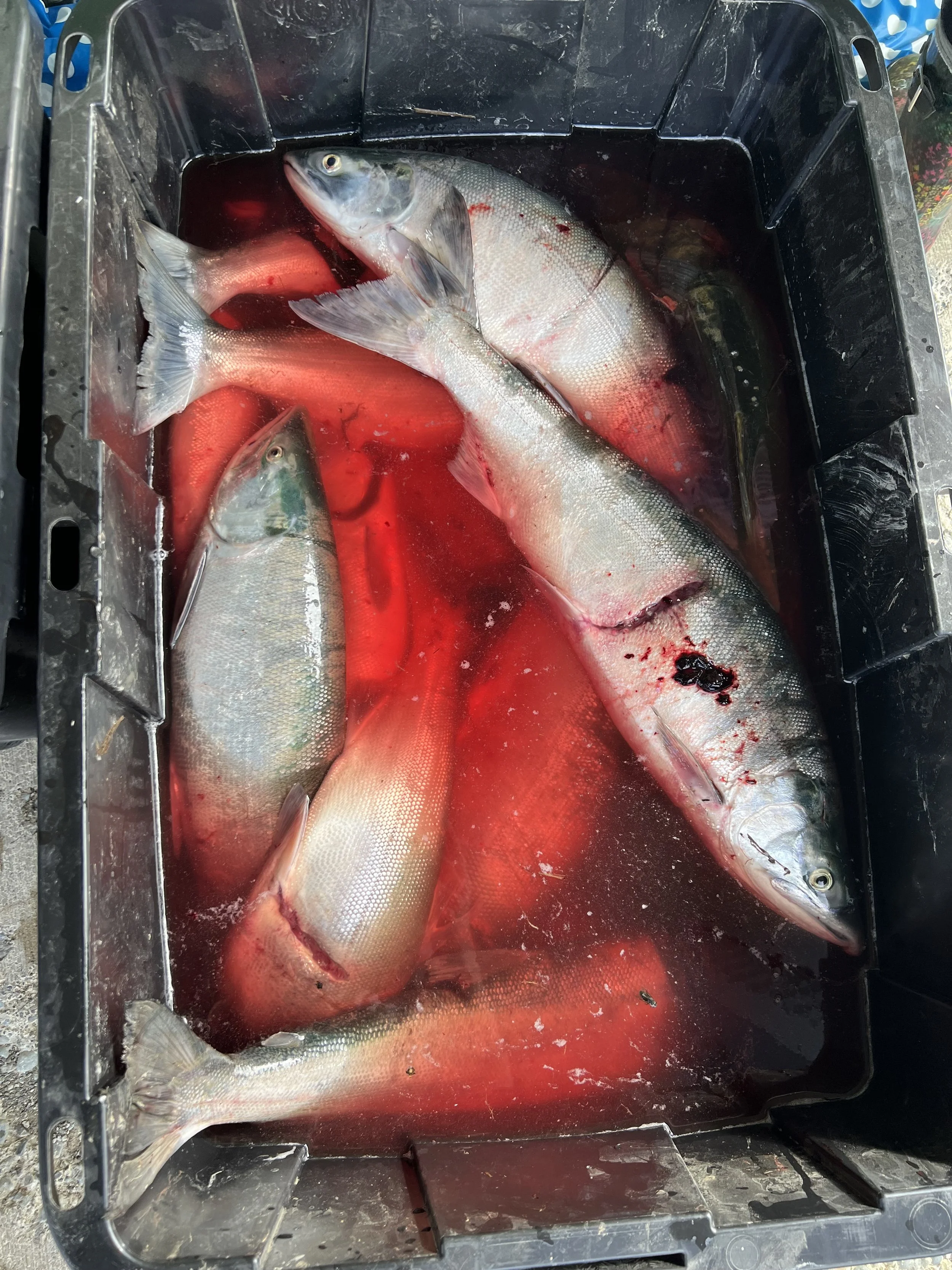 Fish in a Tote at Culture Camp