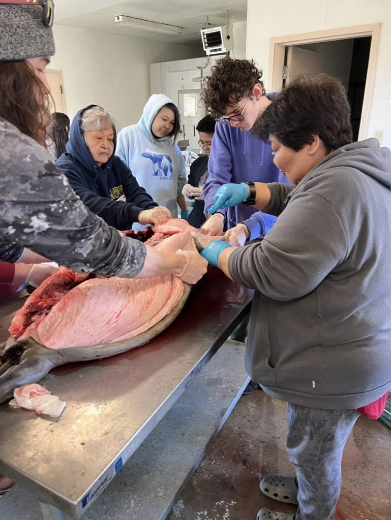 Evelyn Kosbruk and Youth Processing a Seal