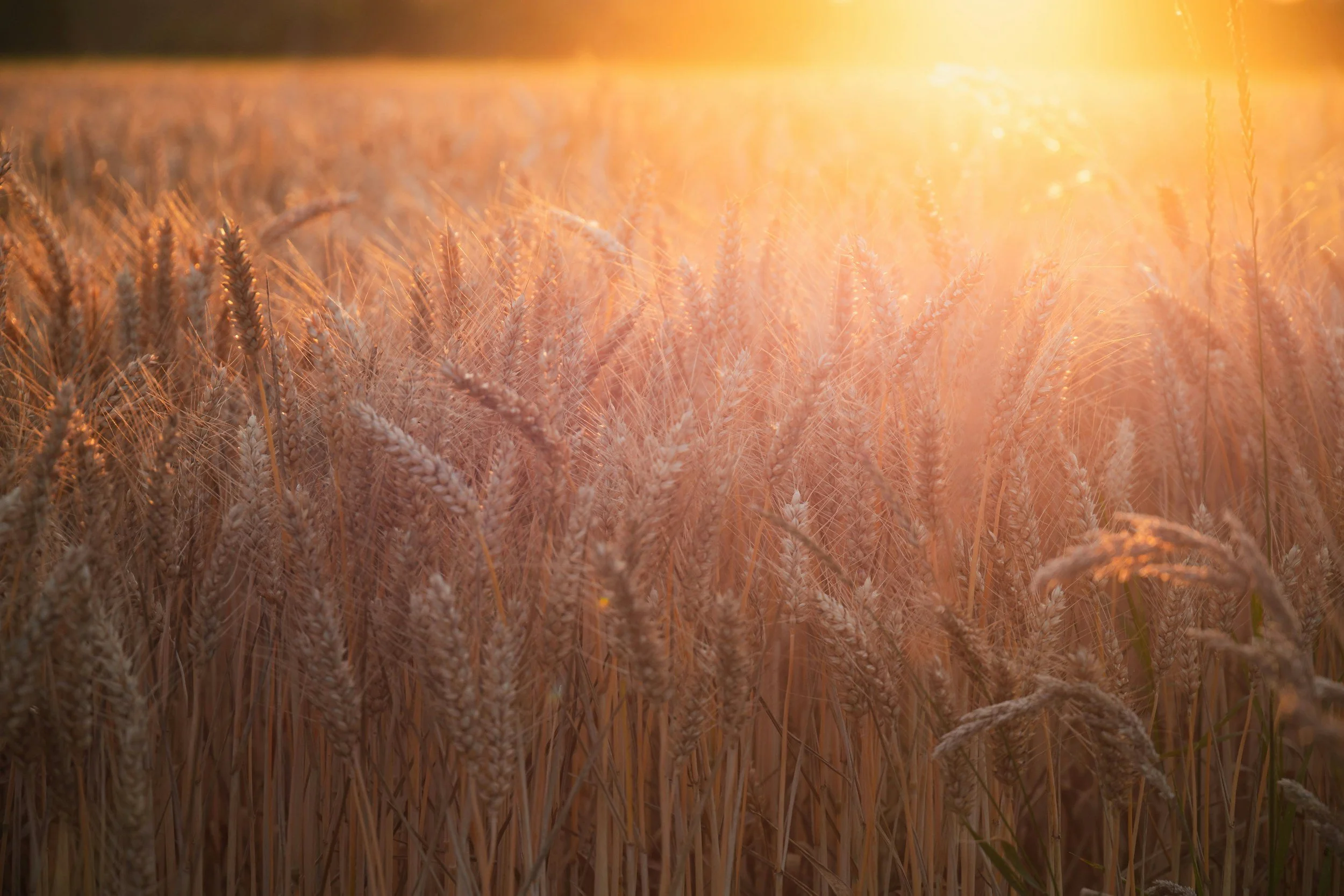 A close-up view of a wheat field during sunset with golden light illuminating the wheat heads.