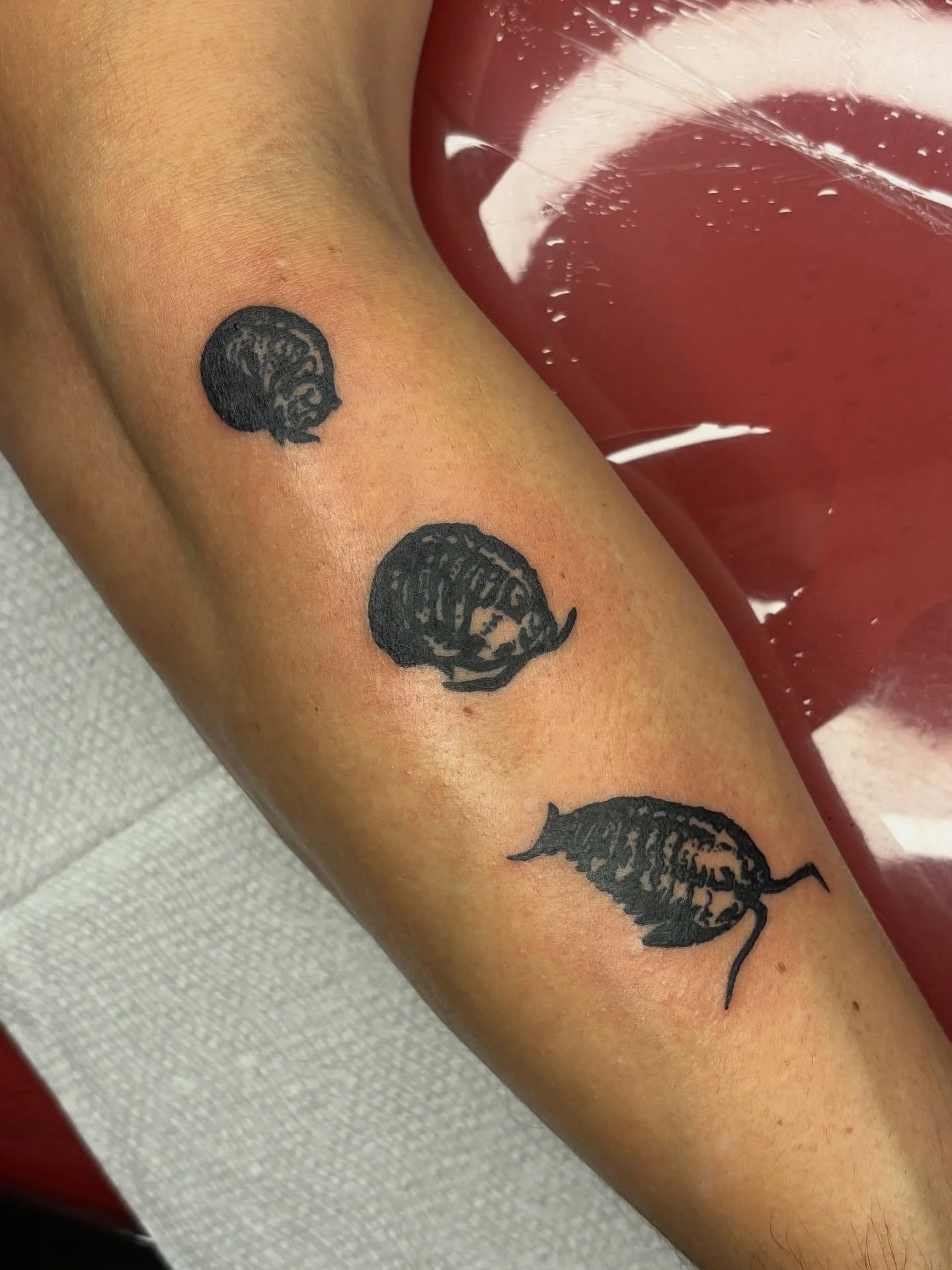 3 stage trilobite custom for Brandon! 

Such a cool cool idea, a unique twist on the isopods i've been doing lately. A bit of a challenge to roll a fossil but I love them sm 🙈

Booking November

Upcoming Events:
Oct. 18th: Booking open for flash eve
