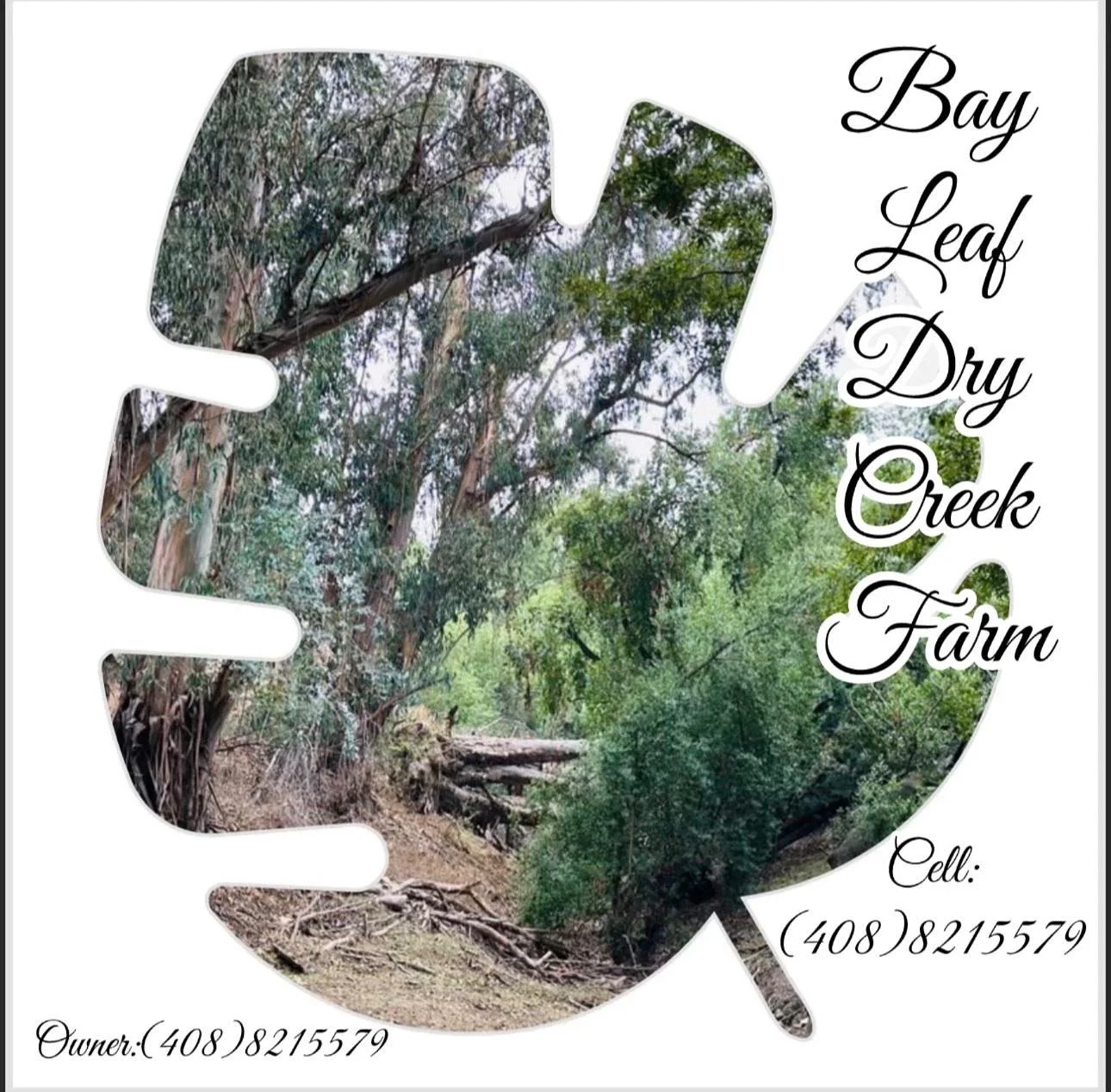 Bay Leaf Dry Creek Farm