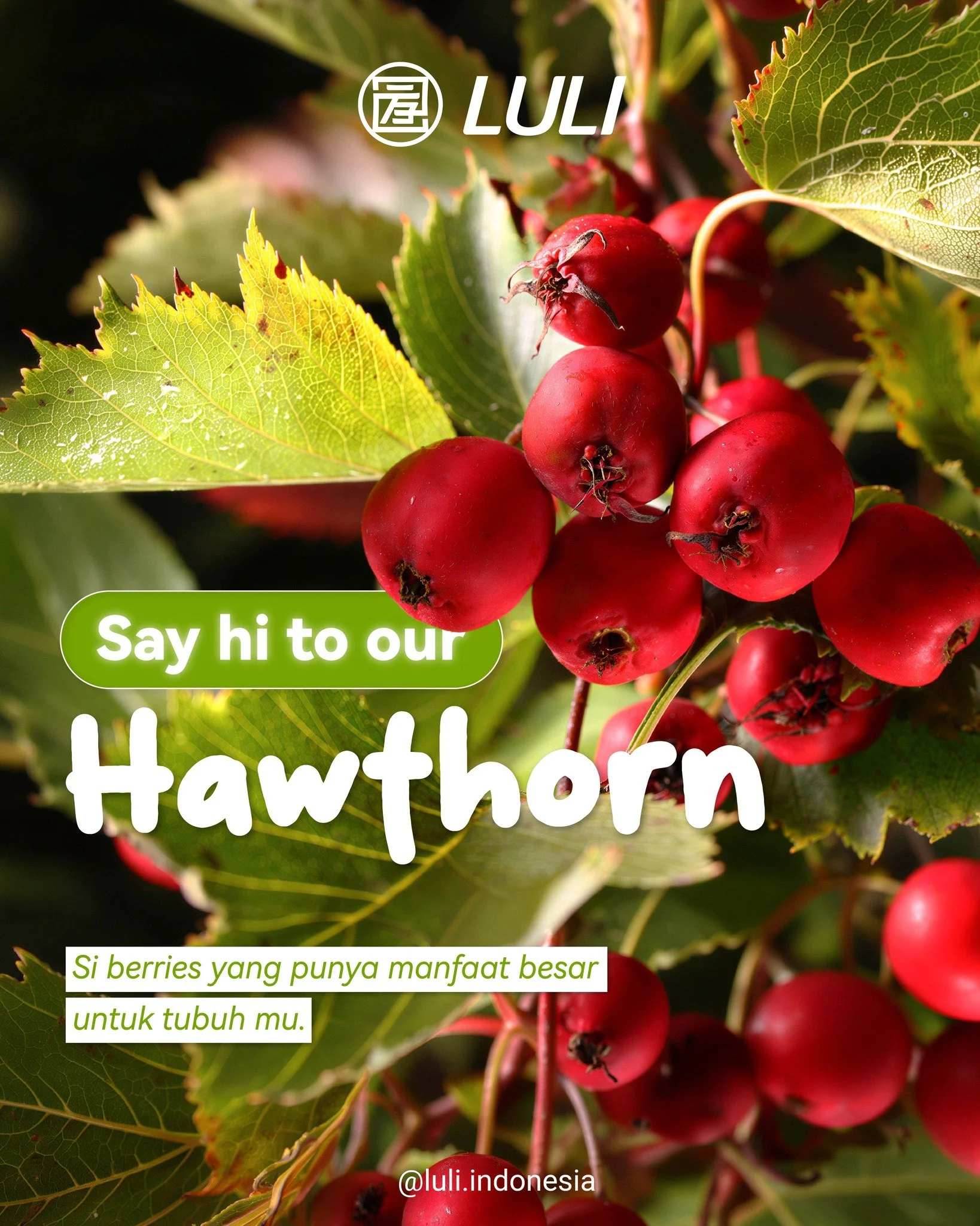 Kenalan sama hawtorn, si berries yang kaya manfaat🍒

Kamu lagi ngerasa perut begah atau lagi ngerasa panas dalam? 
No worries, si kecil Hawthorn ini siap jadi penyelamat kamu karena bisa bikin tubuh kamu balik seimbang dan glowing dari dalam! ✨

Kam