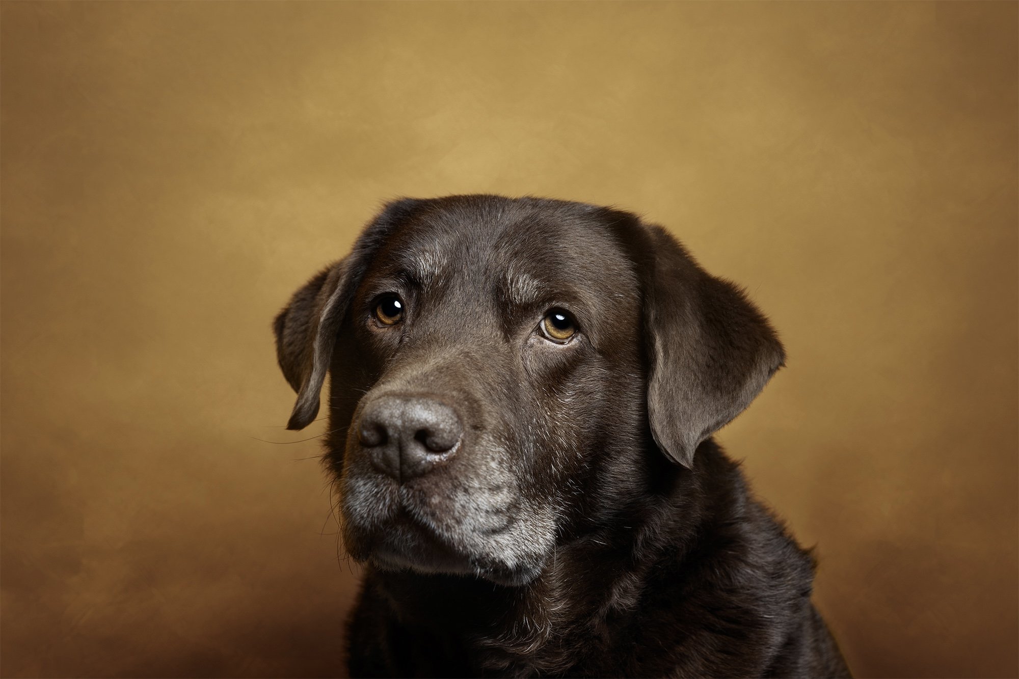 Dog photograph of a brown labrador photographed in a pet photography studioduring a pet photography session