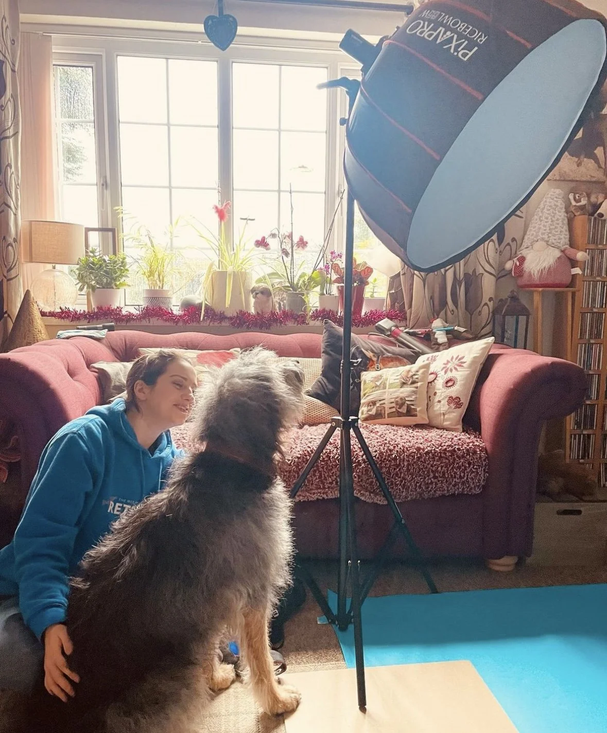 A woman in a blue hoodie sitting on a sofa with a large dog during a photoshoot in a cozy living room with plants and decorative pillows, with a professional lighting setup overhead.