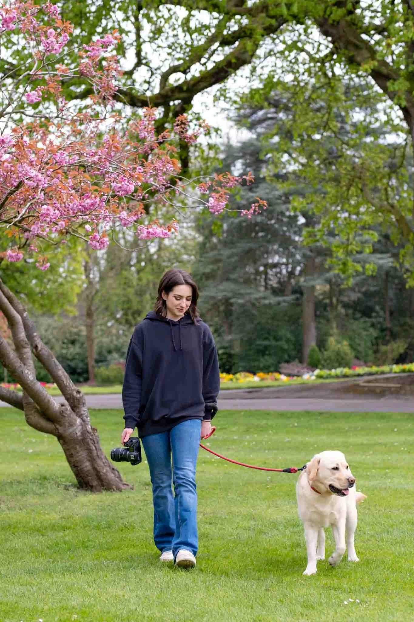 A young woman walking her yellow Labrador retriever dog on a leash in a park with green grass, colorful flowers, and trees with pink blossoms and green leaves.