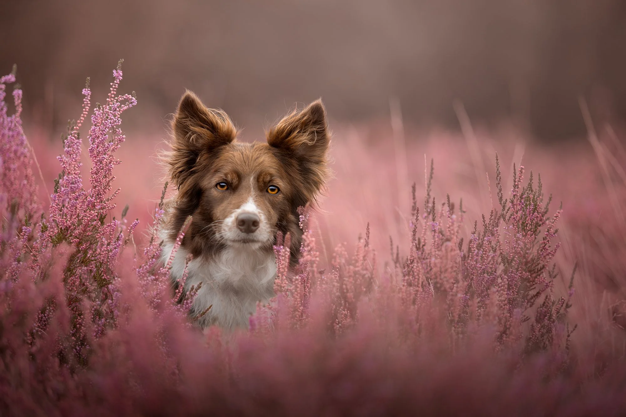 Dog photograph of a white german shepherd outdoors during a pet photography session