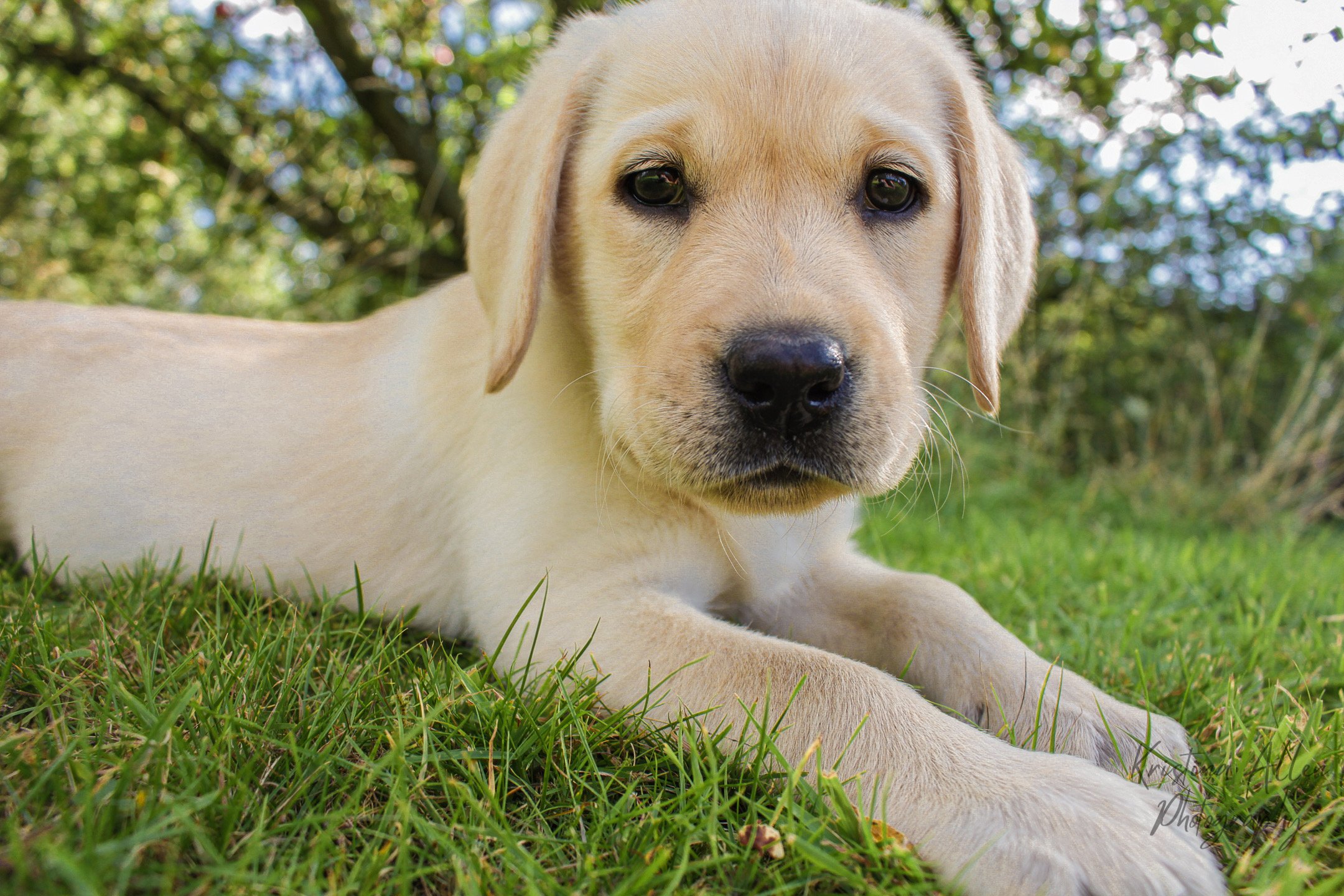 Labrador Retriever puppy lying on green grass with trees in background.