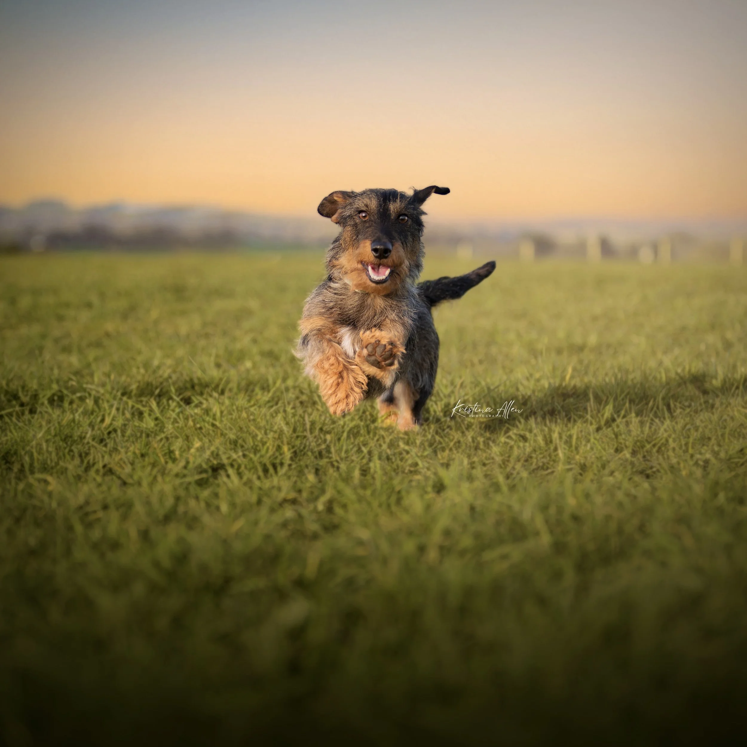 A playful dog running across a grassy field at sunset with its tongue out and ears flopping.
