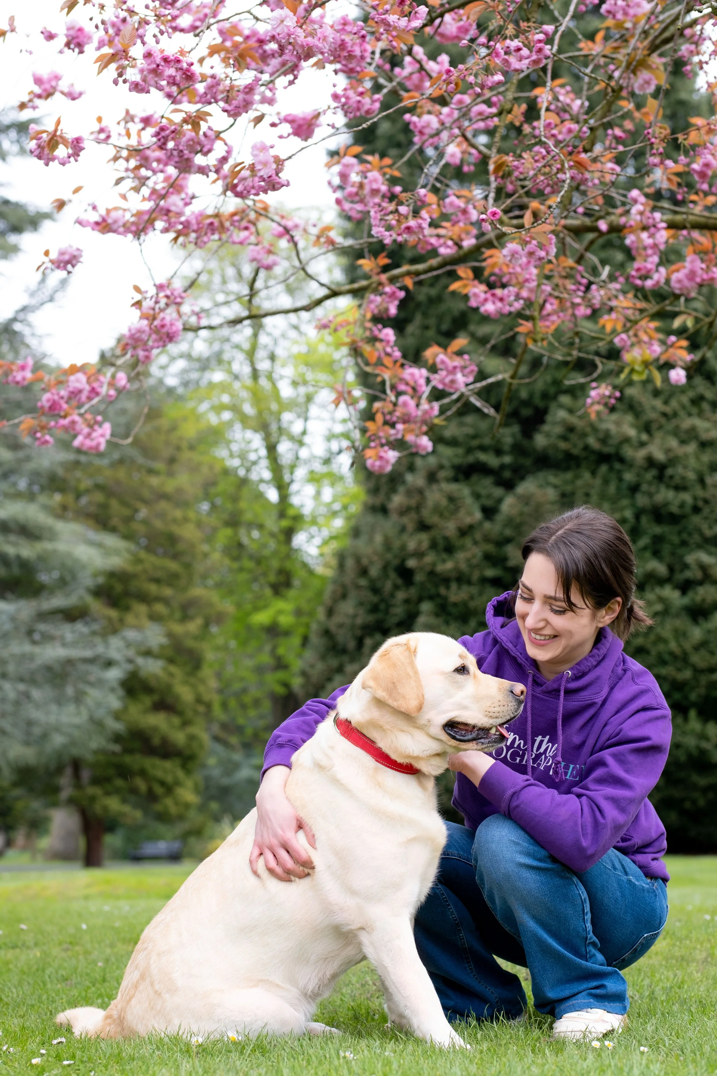A woman wearing a purple hoodie smiling while kneeling and hugging a large yellow Labrador retriever dog, with pink flowering tree branches overhead in a green park.