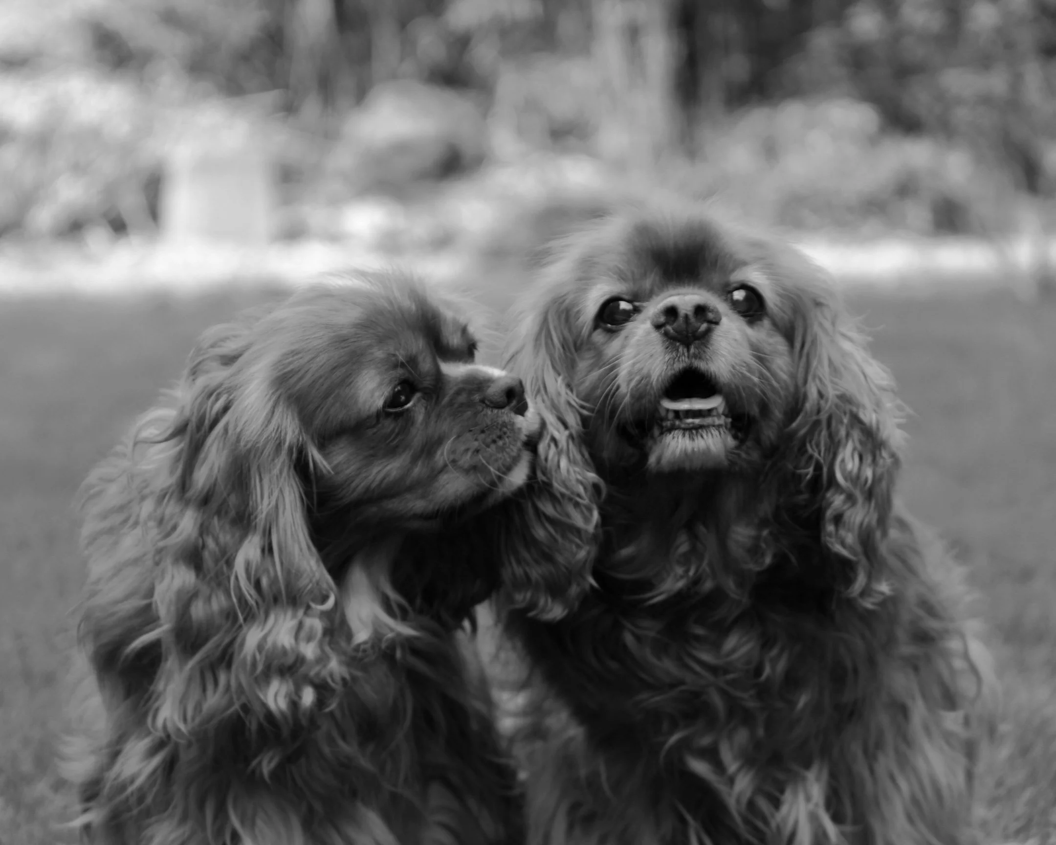 Dog photograph of a boarder collie outdoors in Birmingham