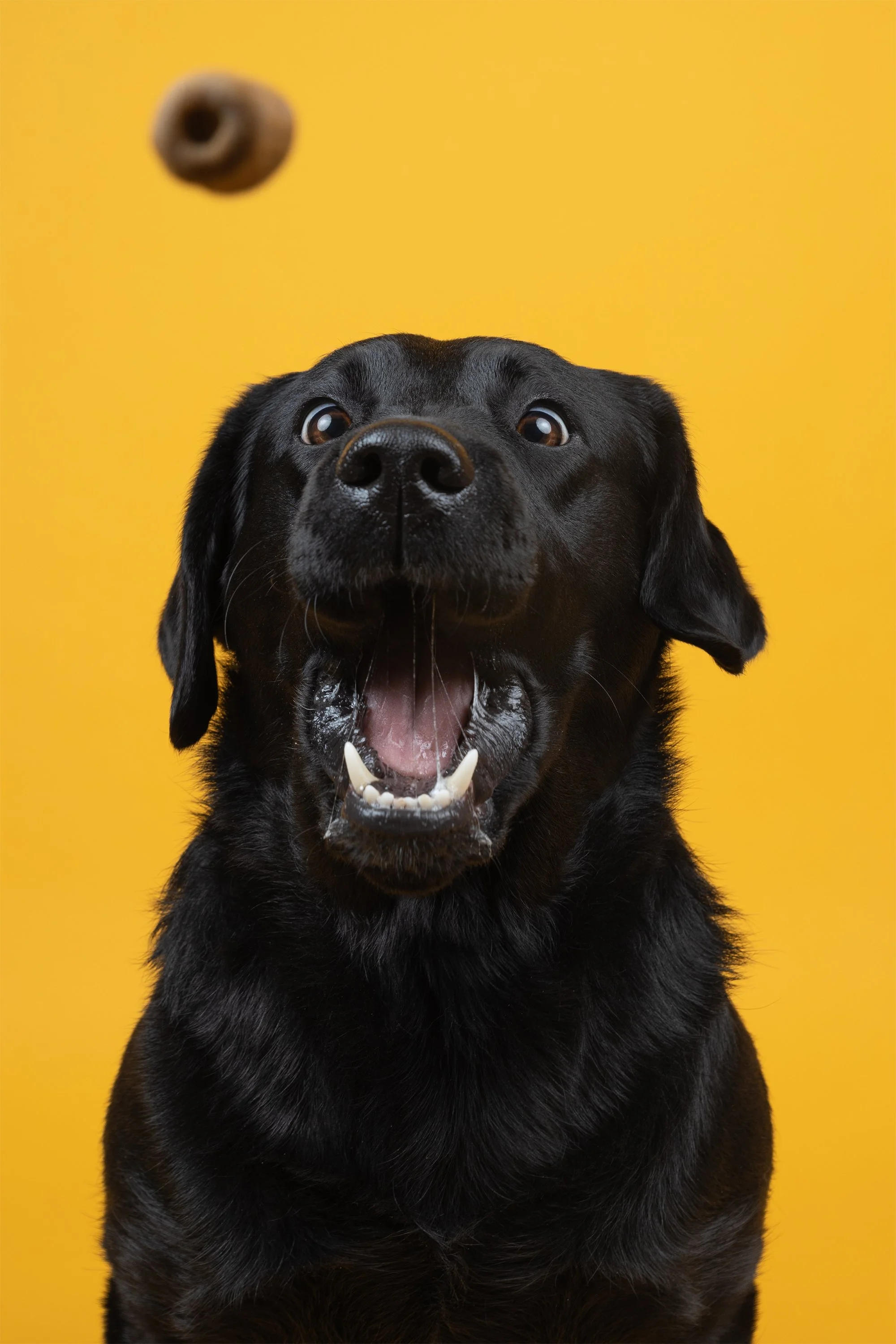 Dog photograph of a boarder collie outdoors in Birmingham