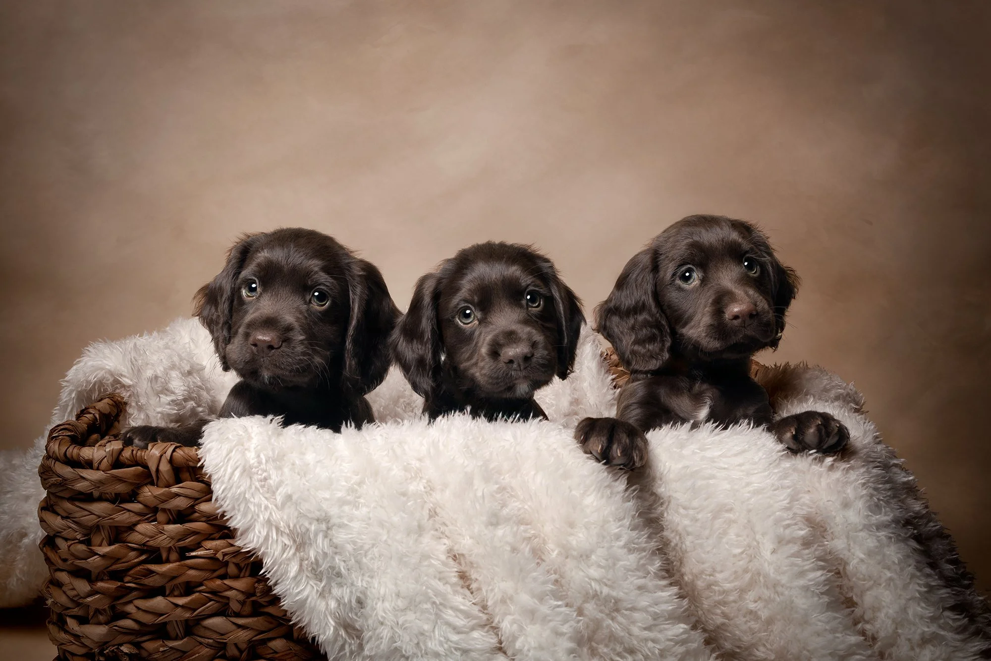 Dog photograph of three cocker spaniel puppies in a pet photography studio in Birmingham