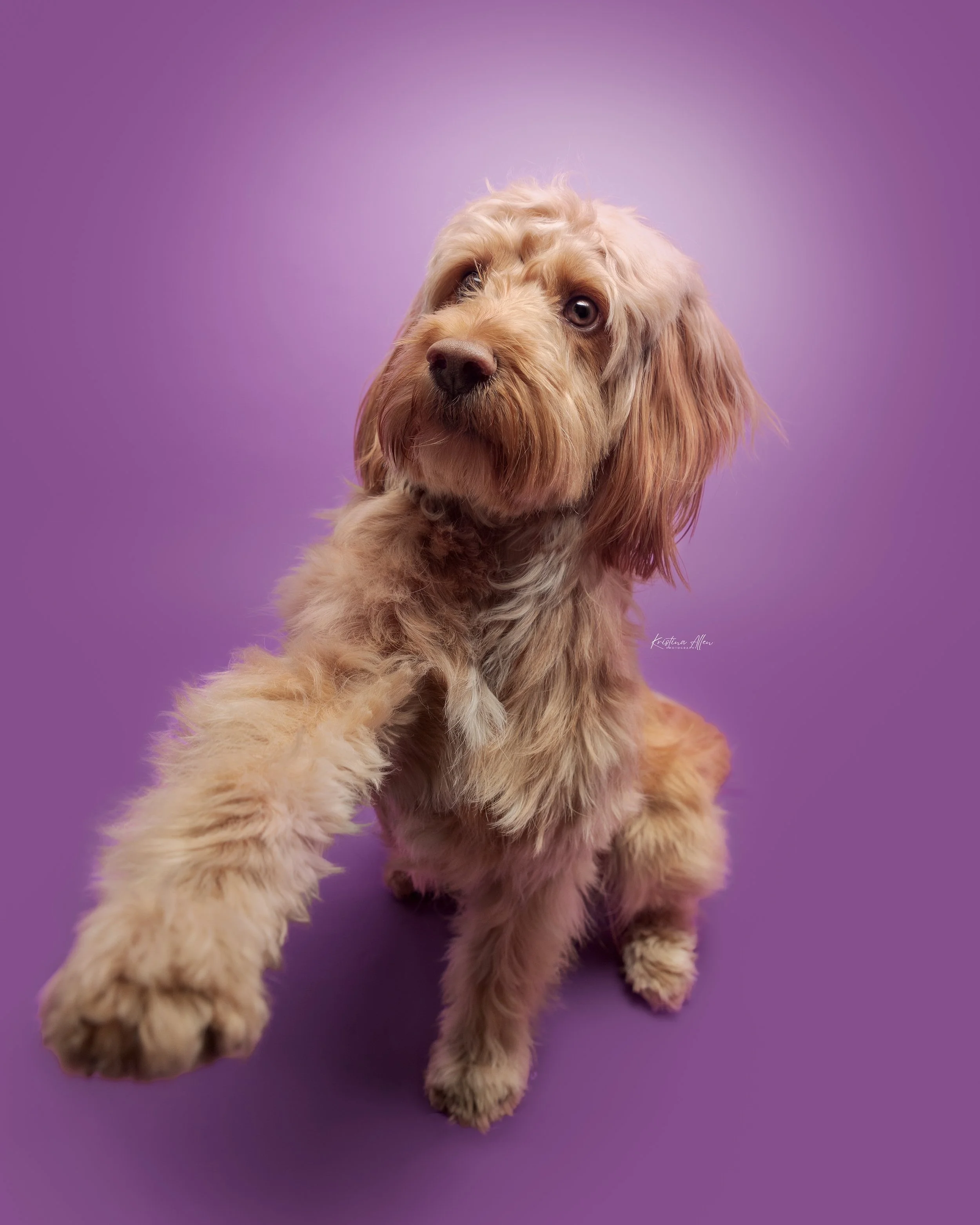Why Clicker Training Works | Positive Dog Training Worcestershire » The ...