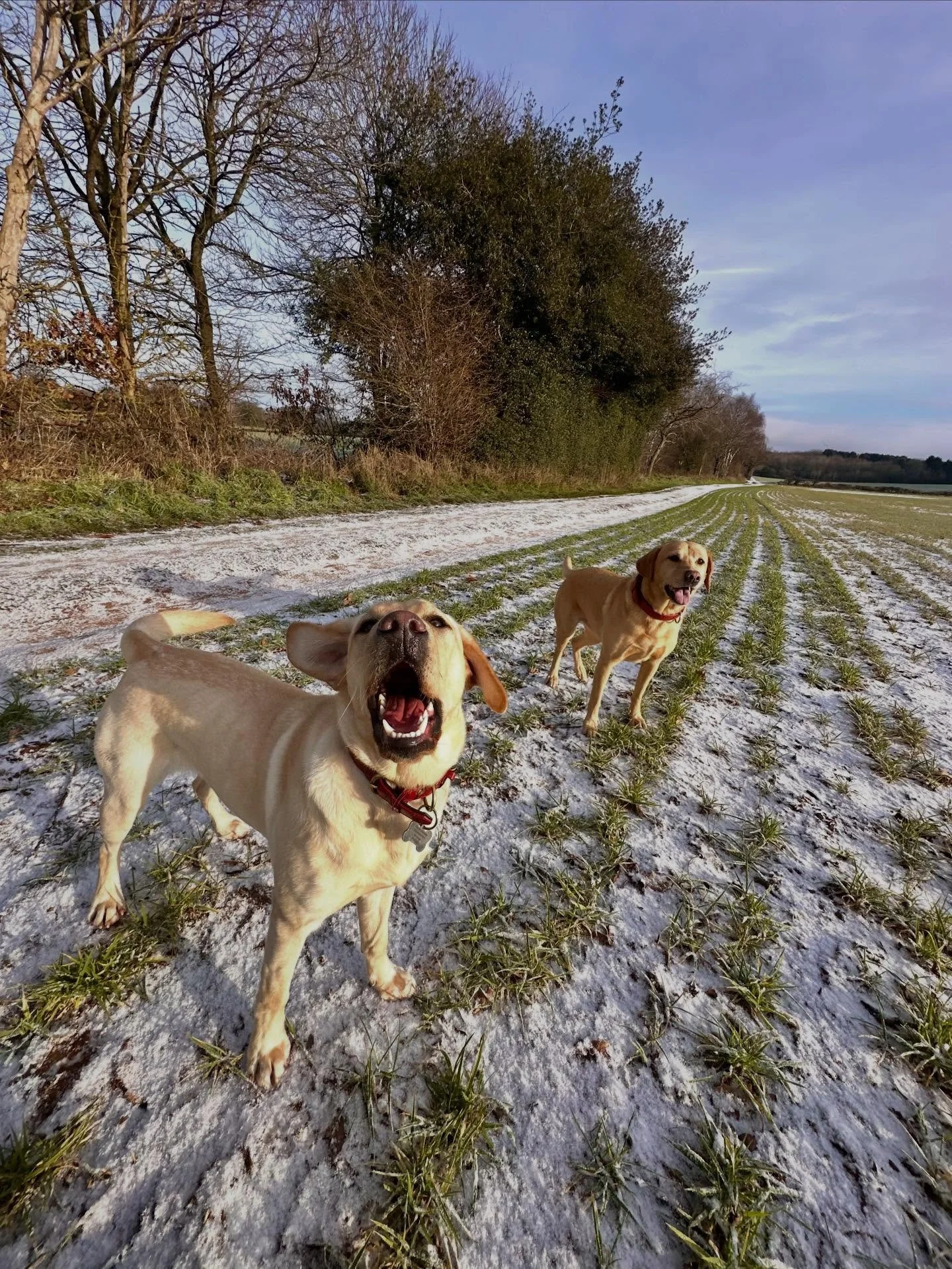 Friday pack roundup 🐾

A week of muddy paws, waggy tails and lots of sniffing &mdash; even with the winter weather doing its thing ❄️

I always assess conditions carefully and this week it&rsquo;s still been safe to walk, so we&rsquo;ve been out enj
