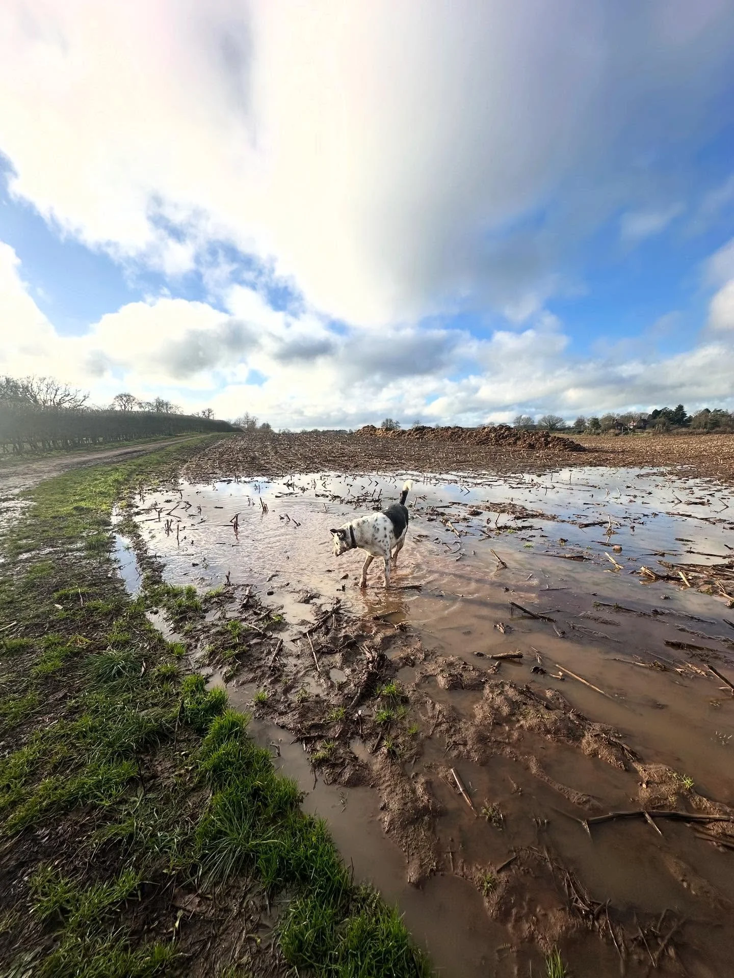 Ending the week with muddy boots, tired legs and very content dogs 🐾

From zoomies to slow sniffy strolls, this pack kept me smiling all week ✨ 

Whatever the forecast, we adapt, take care and make sure every walk is the right one for each dog ✅

Se