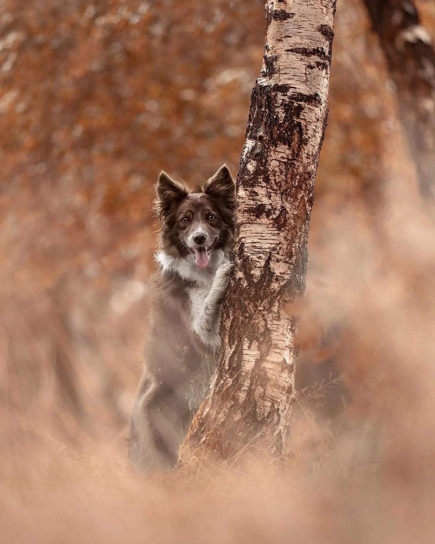 Throwback to when I was a professional dog photographer 📸

Pipi understood the assignment 🐶✨
Turns out my favourite thing has always been dogs &mdash; whether I&rsquo;m behind the camera or out on a muddy walk 🤎

And p.s this was before AI advance