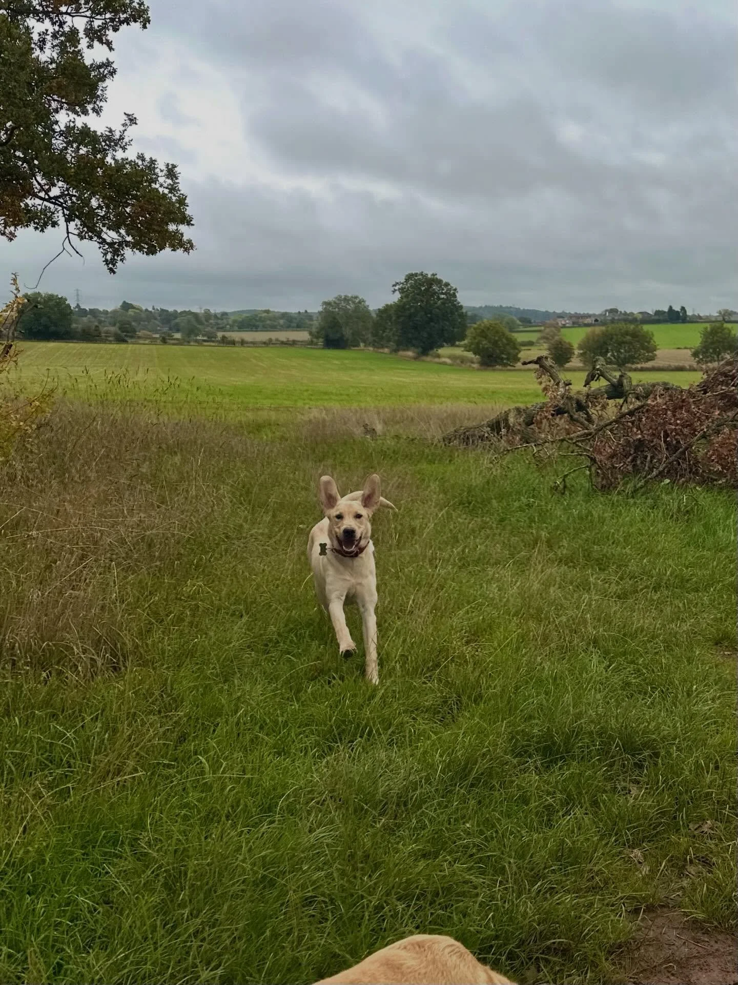 A love letter to my regular dog walking clients 🐾

Thank you&hellip;
💌 For trusting me.
💌 For waiting patiently at the door.
💌 For wagging your tail when you see me.

You make this the best job in the world ❤️🐾✨

Here&rsquo;s to many more walkie