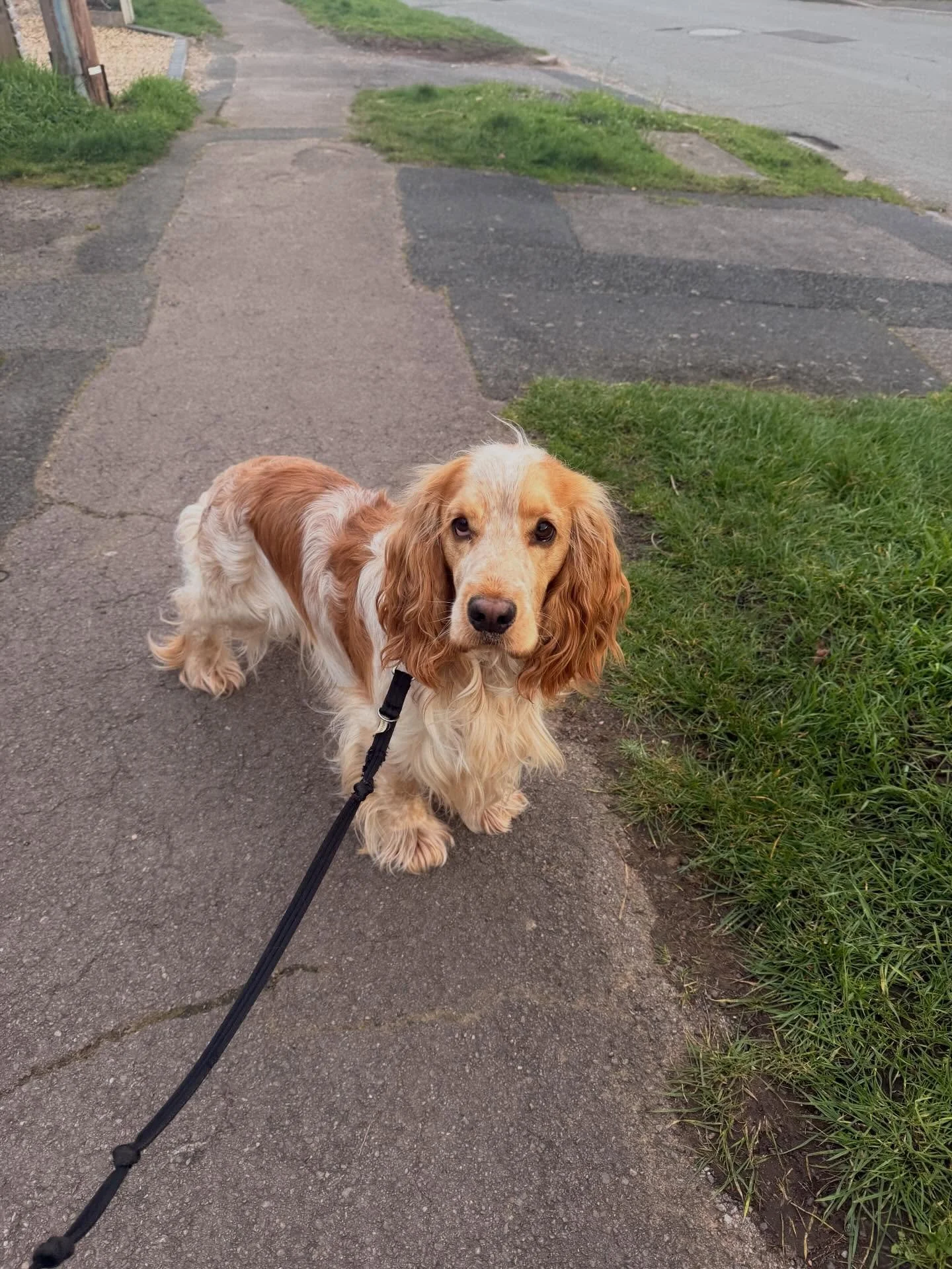 ✨🐾 WELCOME TO THE PACK, ERNIE! 🐾✨

Everyone say hello to this 1 year old beauty 💛

Ernie the Cocker Spaniel has officially joined the Walkies with Kris pack 😍

Those ears 🥹
That colouring 🤍🤎
That spaniel sparkle ✨

At just 1 year old he&rsquo;