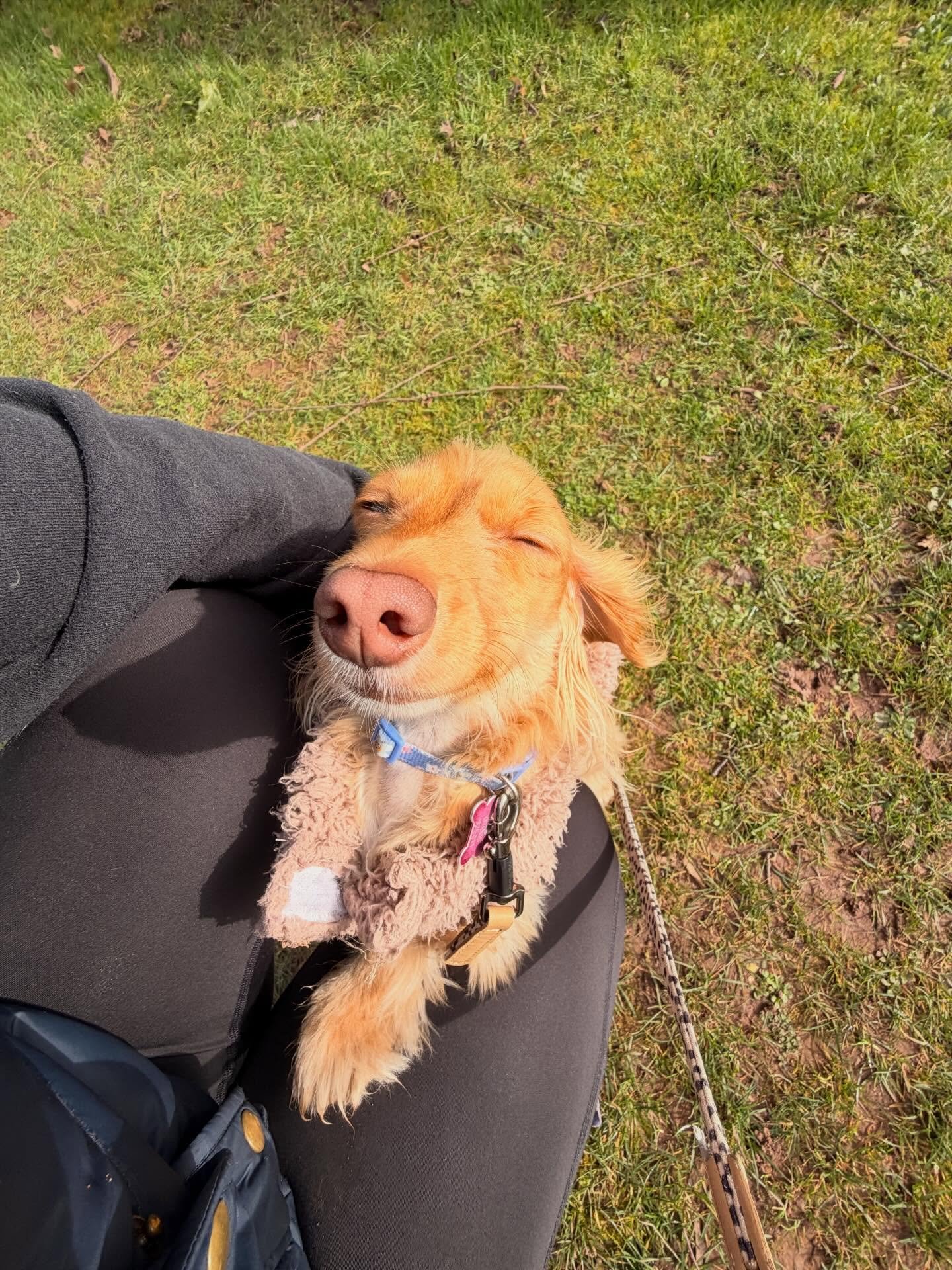 🌞 My pack have been LOVING the sunshine this week! 🐾

Lots of waggy tails, happy sniffing, and soaking up every bit of that spring sunshine on our walkies 🌿🐶

It finally feels like spring might be on the way&hellip; and honestly, we are all here 