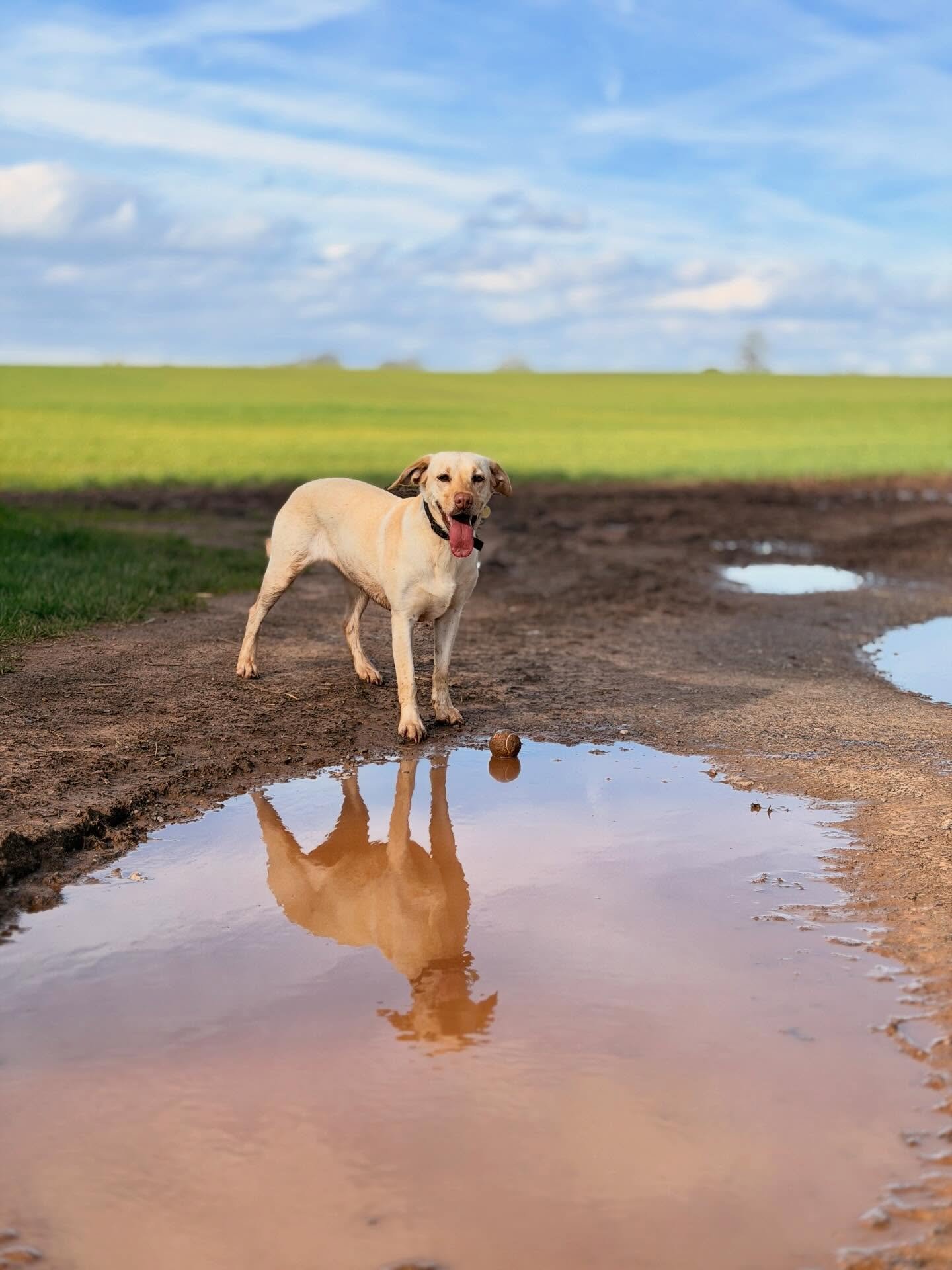 Another lovely week out on the trails with this bunch 🐶💛

Muddy paws, happy faces and lots of sniffing, and even some spring sunshine 🌞 just how we like it!

I feel very lucky that this is my job 🫶🏼 and I&rsquo;m very pleased (and sad in a way!)