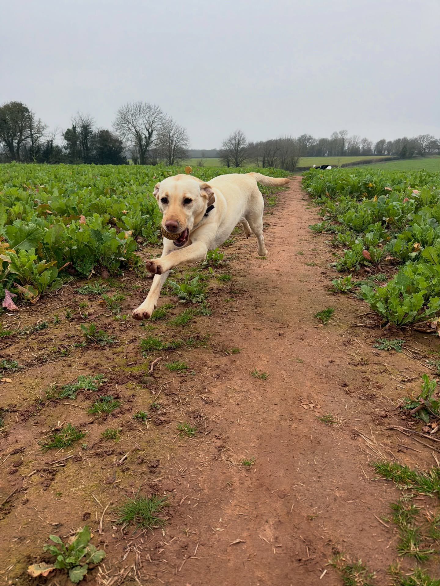 🐾 Friday Round-Up 🐾

Another brilliant week with the pack &mdash; lots of fresh air, muddy paws and very happy dogs ✨

Every dog brings their own personality to the walks and it&rsquo;s honestly the best part of my job getting to spend time with th