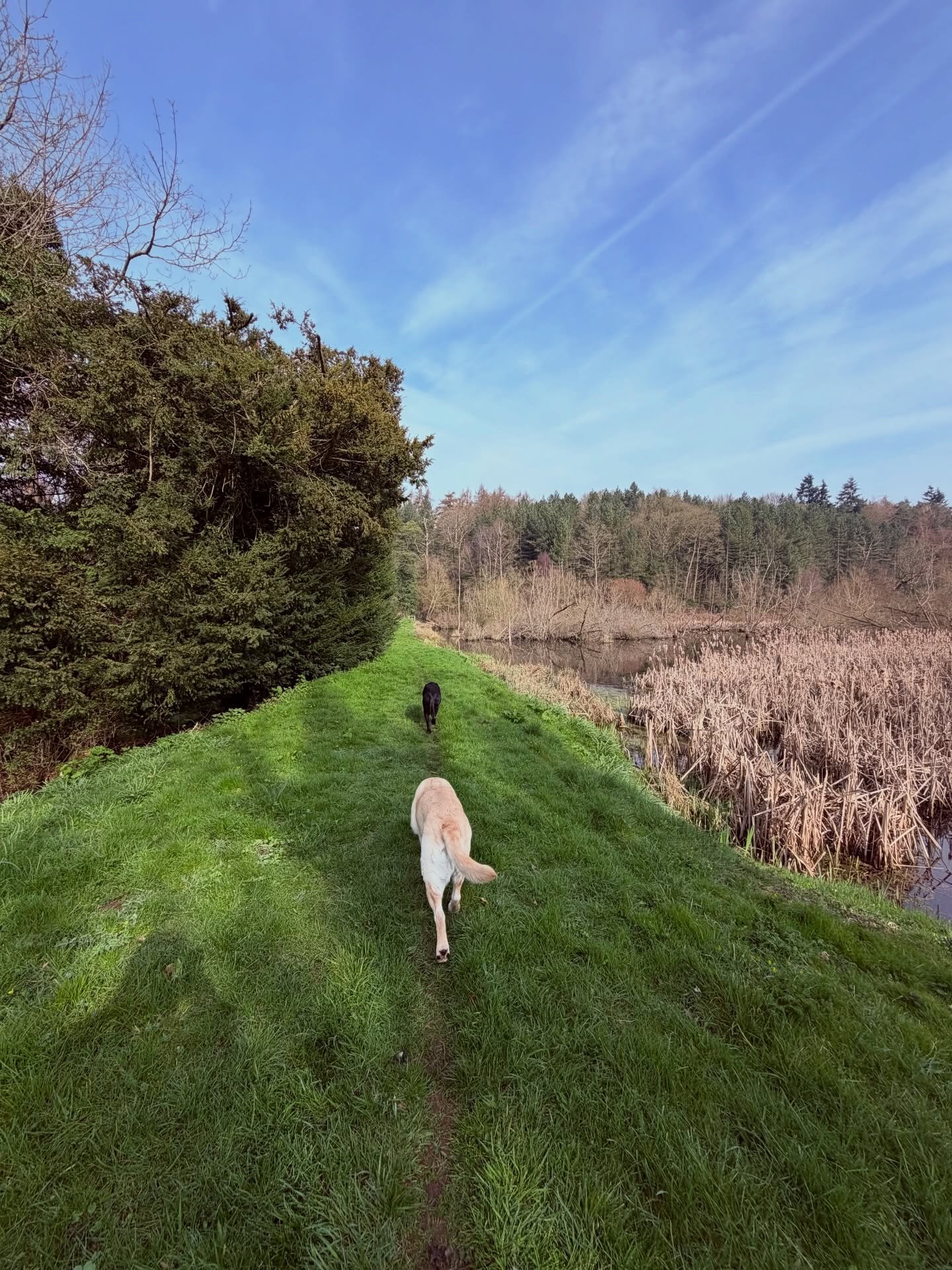 🚨 Important update for dog owners walking in the countryside 🚨 🐑🐷🐐🐄

New rules have been introduced giving farmers stronger powers to act if dogs worry livestock&hellip;

Even friendly dogs can cause serious stress or injury to sheep and other 