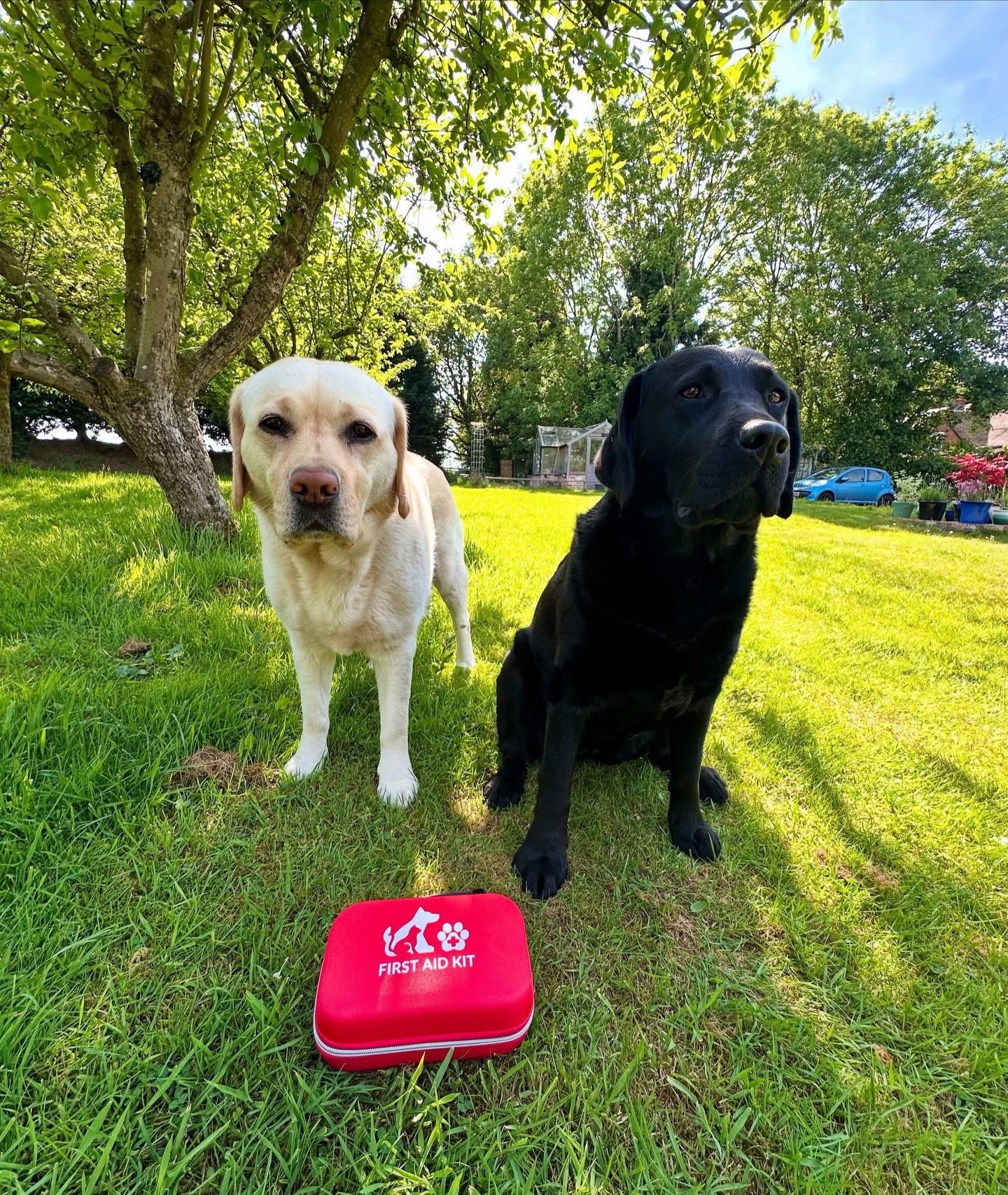 🚑 It&rsquo;s National Pet First Aid Awareness Month 🚑

As a dog walker, your dog&rsquo;s safety is always my top priority. That&rsquo;s why I carry a pet first aid kit on every walk and make sure I know what to do in an emergency 🐾

Pet first aid 