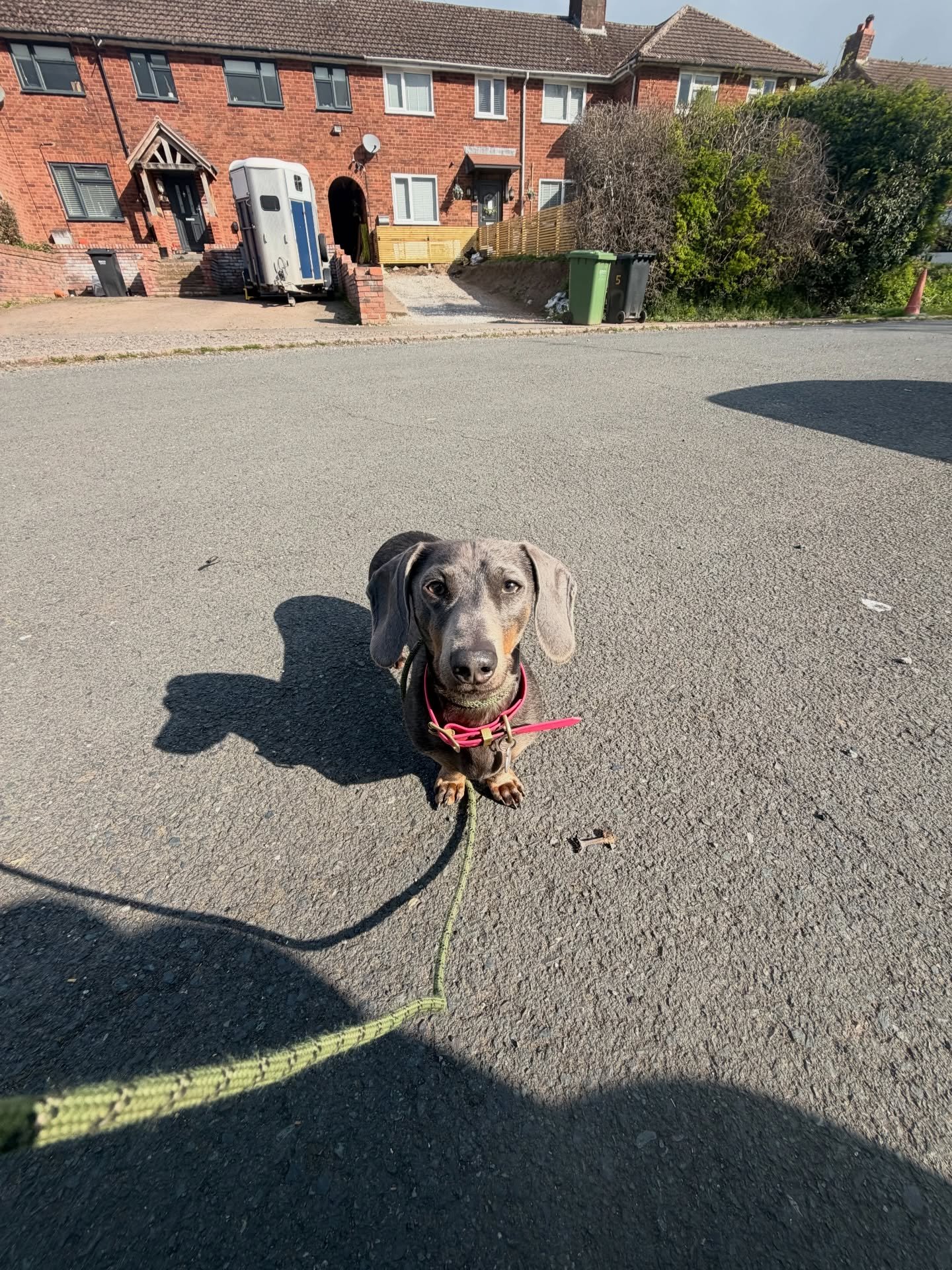 🐾 Welcome to the Pack, Dobby! 🐾

Everyone say hello to this little legend &mdash; Dobby the Dachshund!

Dobby is 4 years old, full of personality, and already making himself right at home with the pack. If you know sausage dogs, you&rsquo;ll know t