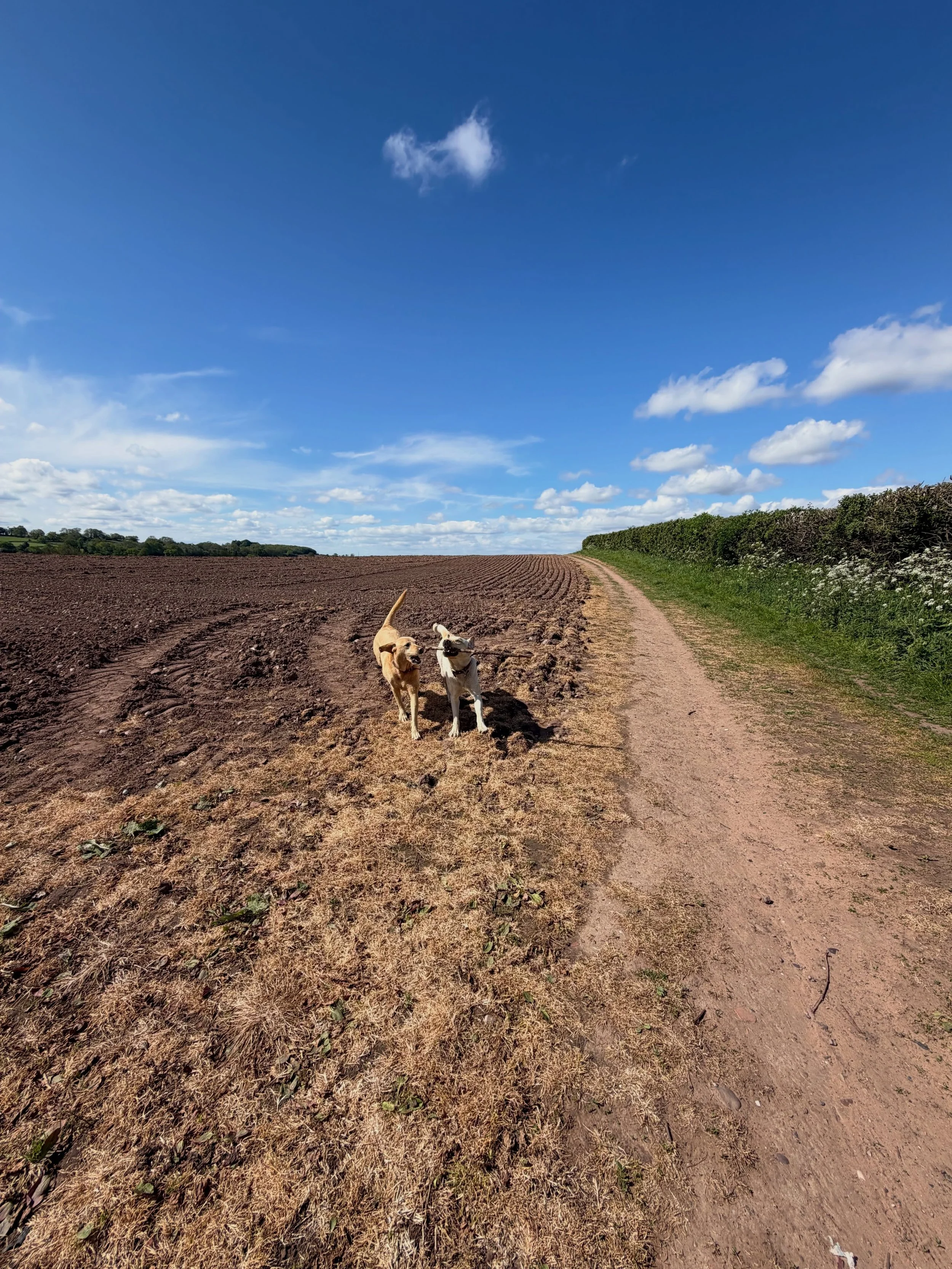 It&rsquo;s your Friday weekly round-up at Walkies With Kris! 🐾

I&rsquo;ve been a little quieter than usual on here because there&rsquo;s been lots going on behind the scenes, some of which I will share with you very soon and some of which will be r