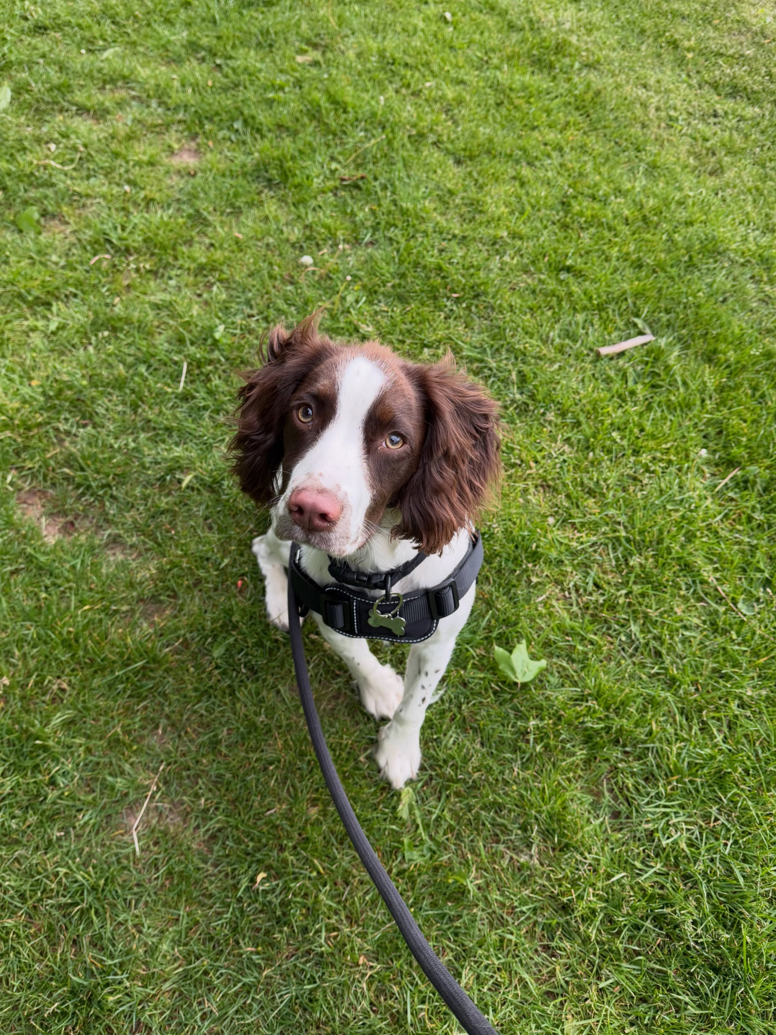 🐾 WELCOME TO THE PACK DEXTER! 🐾

Everybody say hello to gorgeous 6 month old sprocker Dexter who has officially joined the Walkies With Kris pack 🐶✨

Dexter is currently getting used to spending a little more time on his own, so I&rsquo;ll be popp
