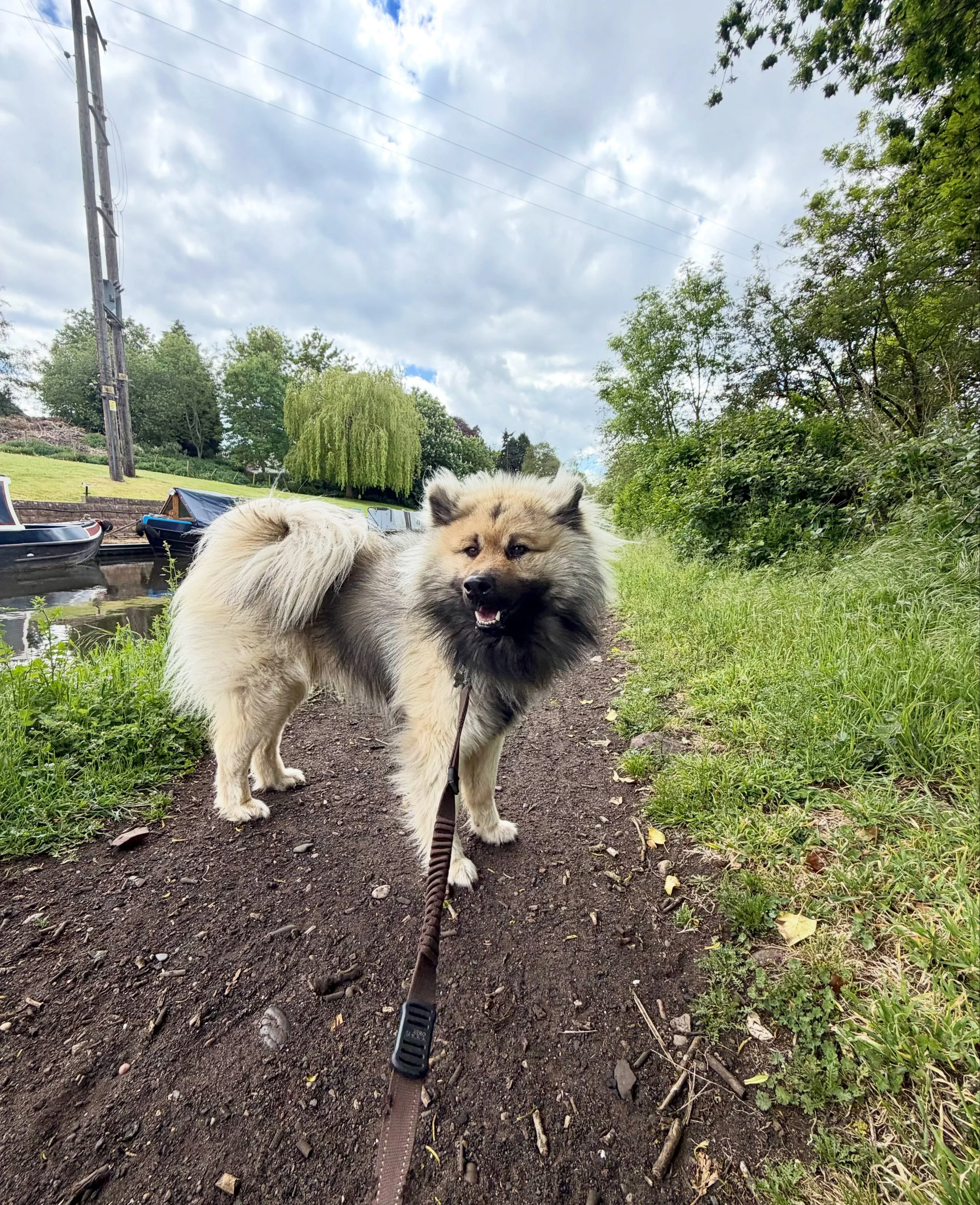 🦁✨ WELCOME TO THE PACK, DEXTER ✨🦁

No&hellip; seriously&hellip; are we sure this isn&rsquo;t a small lion? 🤣

The fluff. 
The mane. 
The majestic energy. 

Everyone welcome the gorgeous Dexter (yes, another Dexter 🤣) &mdash; a 3 year old Eurasier