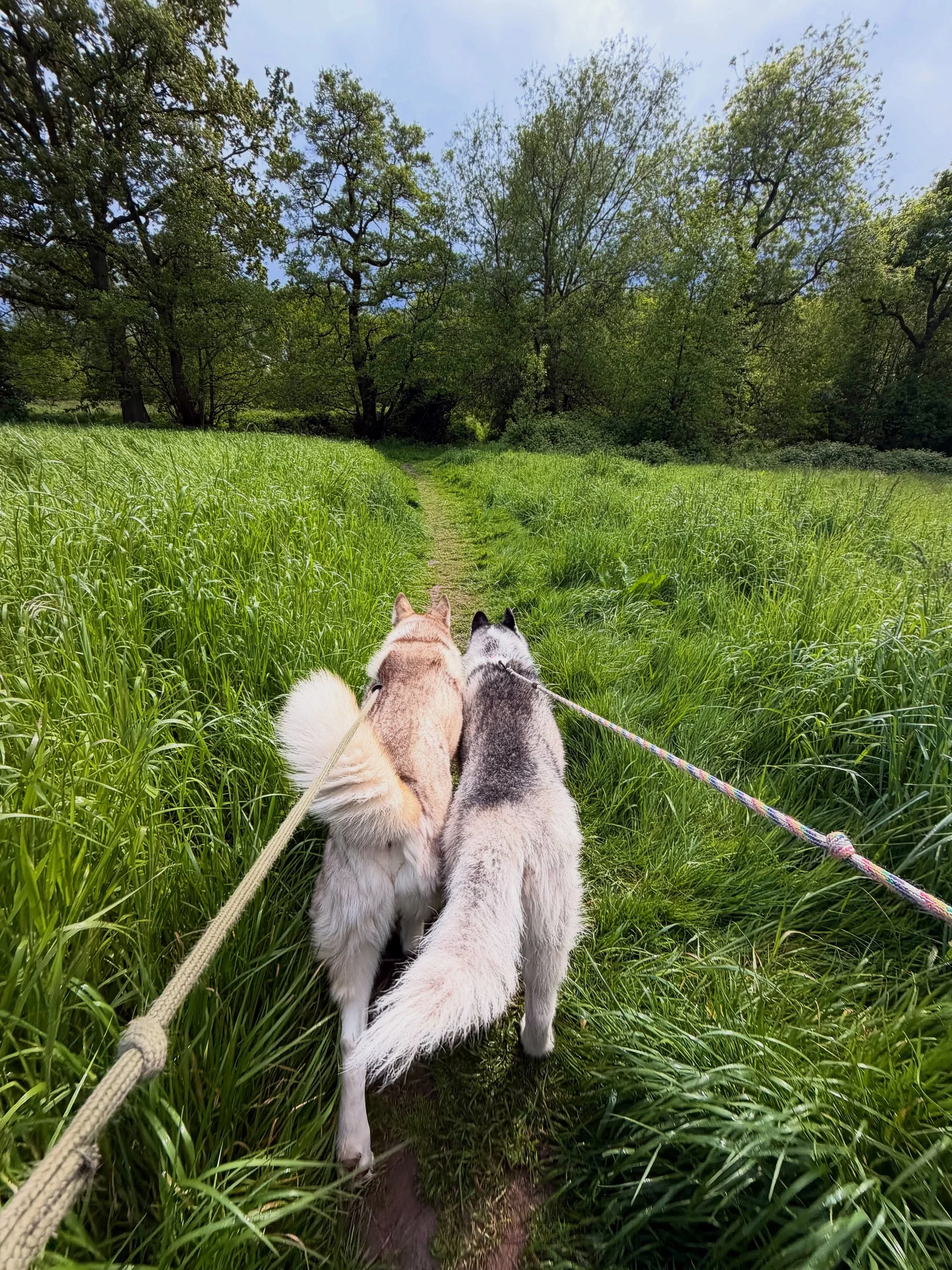 Today was my final walk with Bumper &amp; Leila as they&rsquo;re moving out of the area, and I honestly can&rsquo;t believe a whole year has flown by 💛🐾

These two were some of the very first members of the Walkies With Kris pack when I started my 
