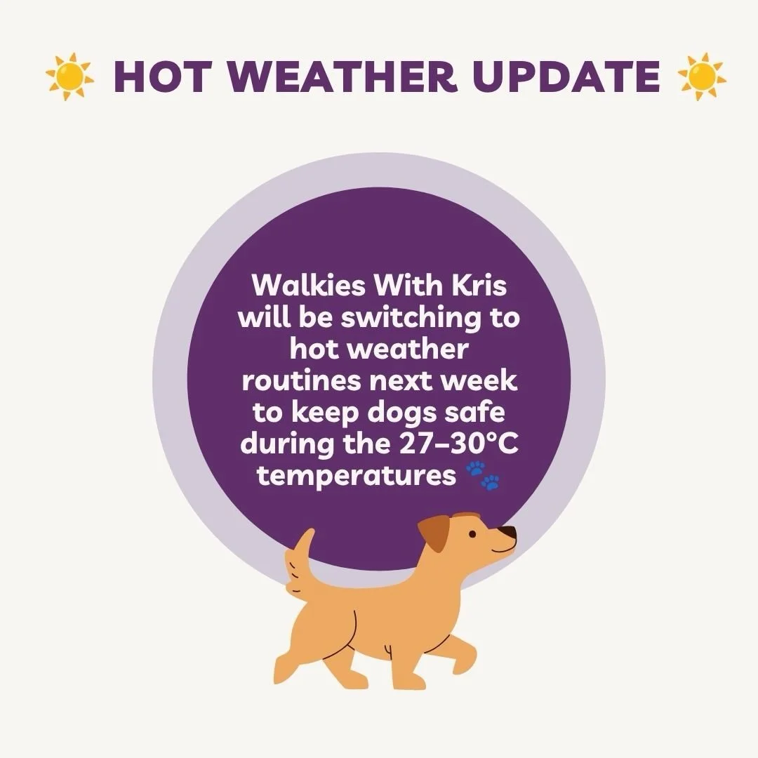 With temperatures climbing next week, safety comes first ☀️🐾

During extreme heat I switch to company visits instead of normal walks to keep the dogs safe, comfortable and happy.

Existing clients will remember this from last summer, and for newer c