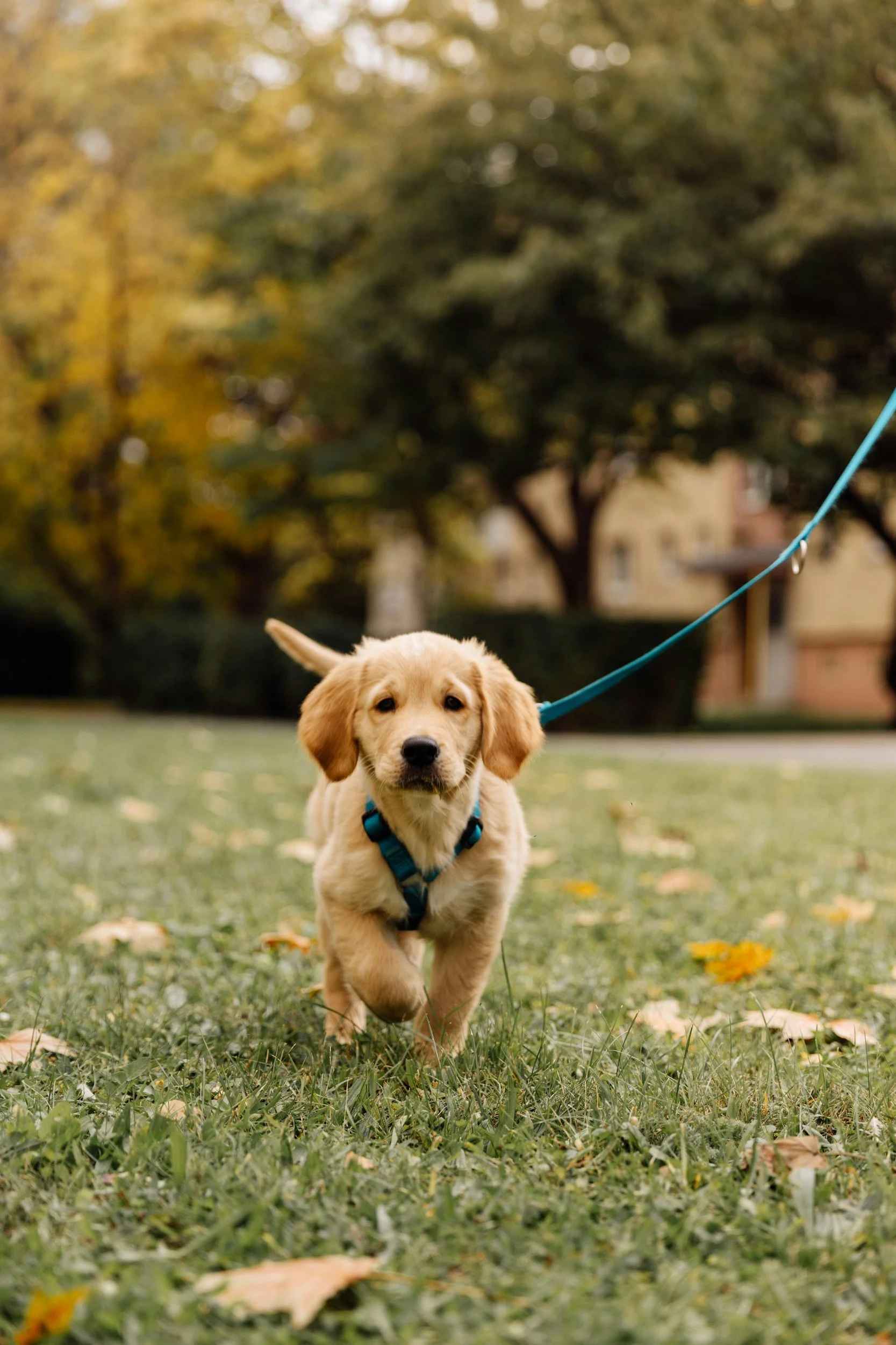 Dog photograph of three cocker spaniel puppies in a pet photography studio in Birmingham