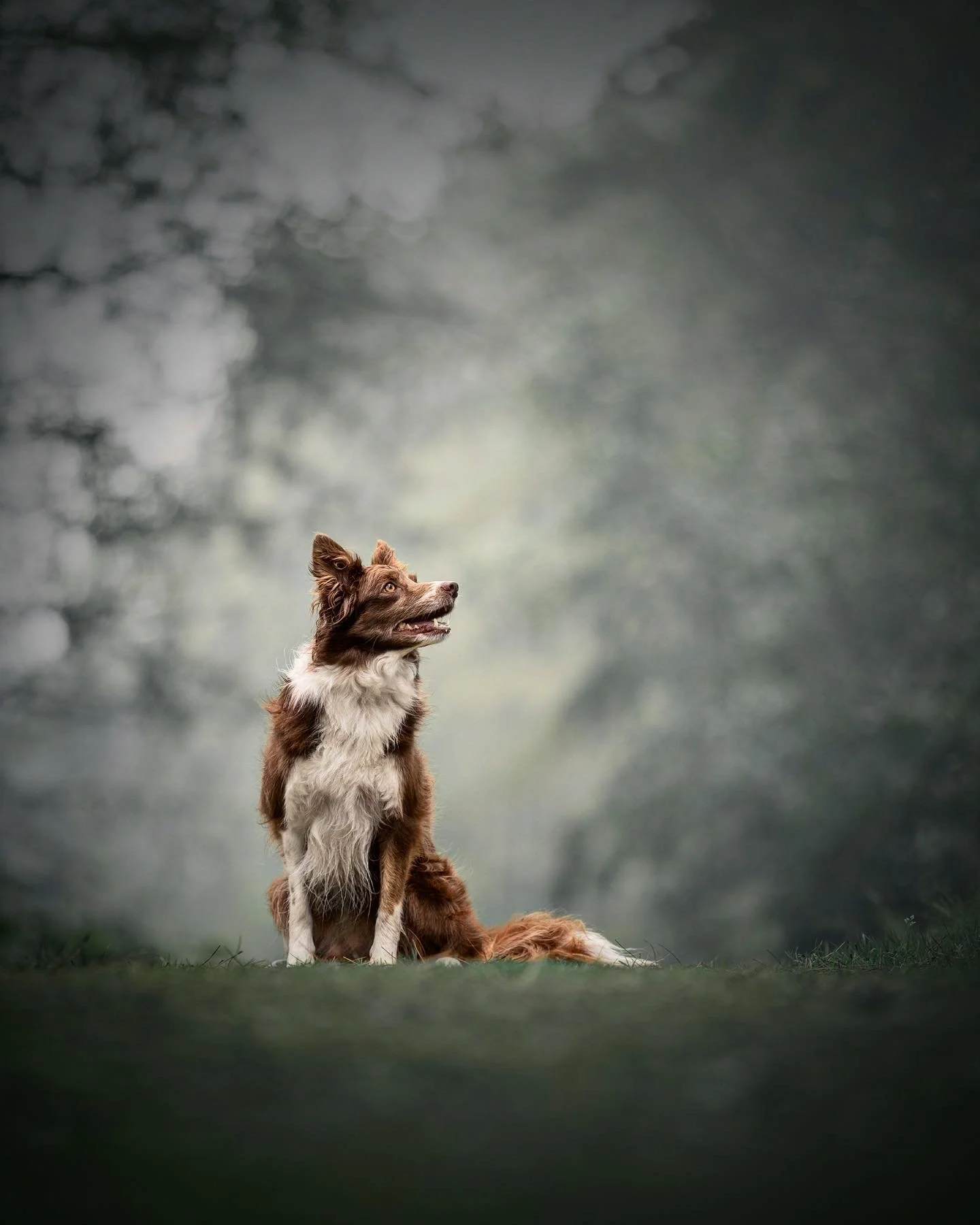 Dog photograph of three cocker spaniel puppies in a pet photography studio in Birmingham