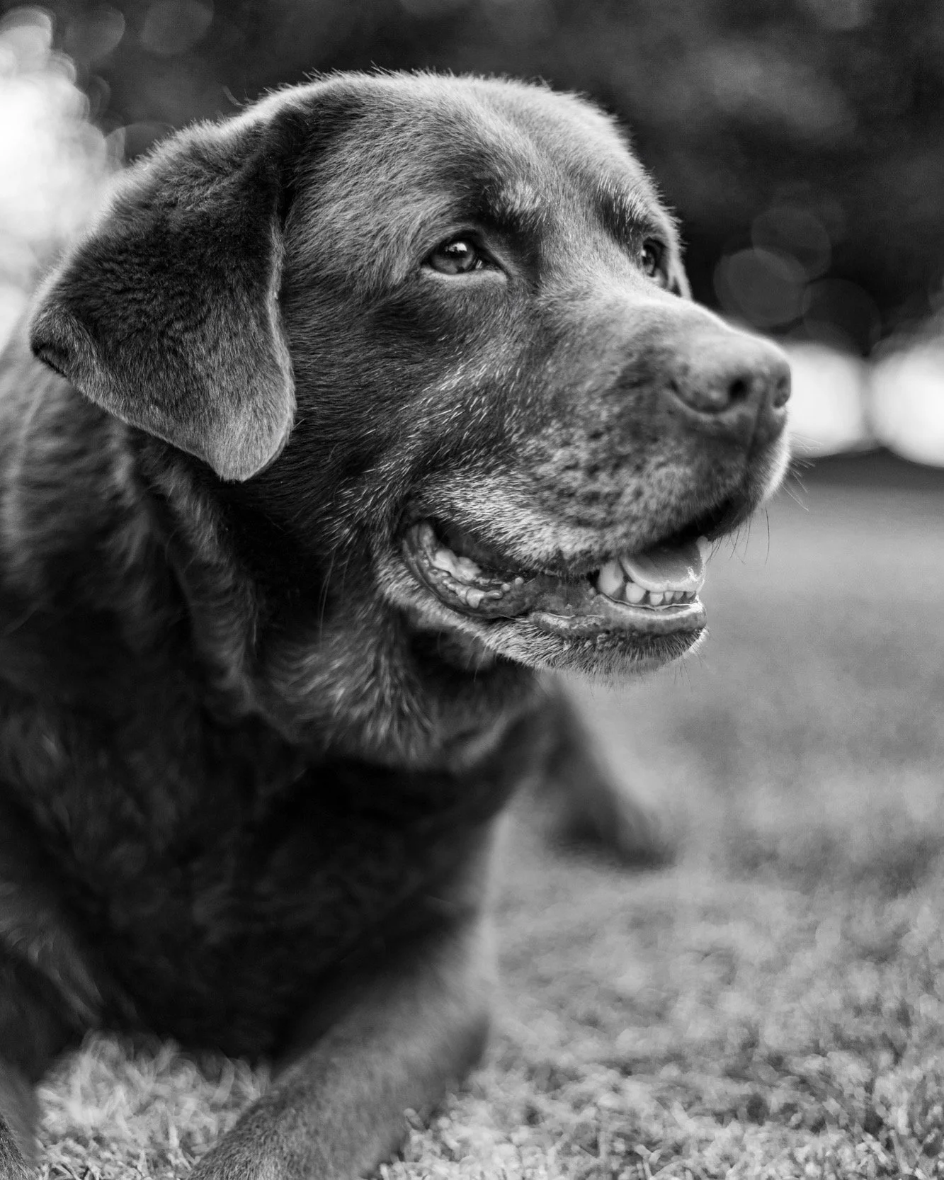 Black and white photo of a happy Labrador Retriever lying on grass, looking to the side with an open mouth.