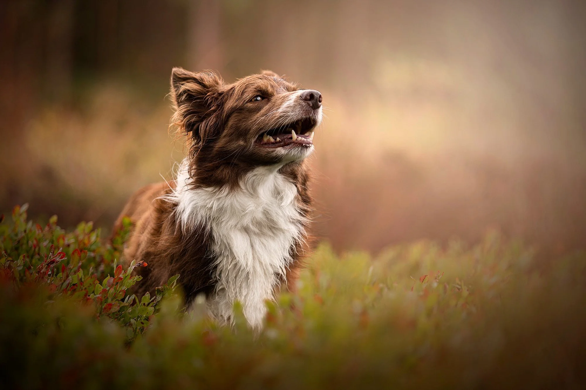 Kristina-Allen-Dog-Trainer-Worcestershire-Clicker-Training-The-Mojo-Method