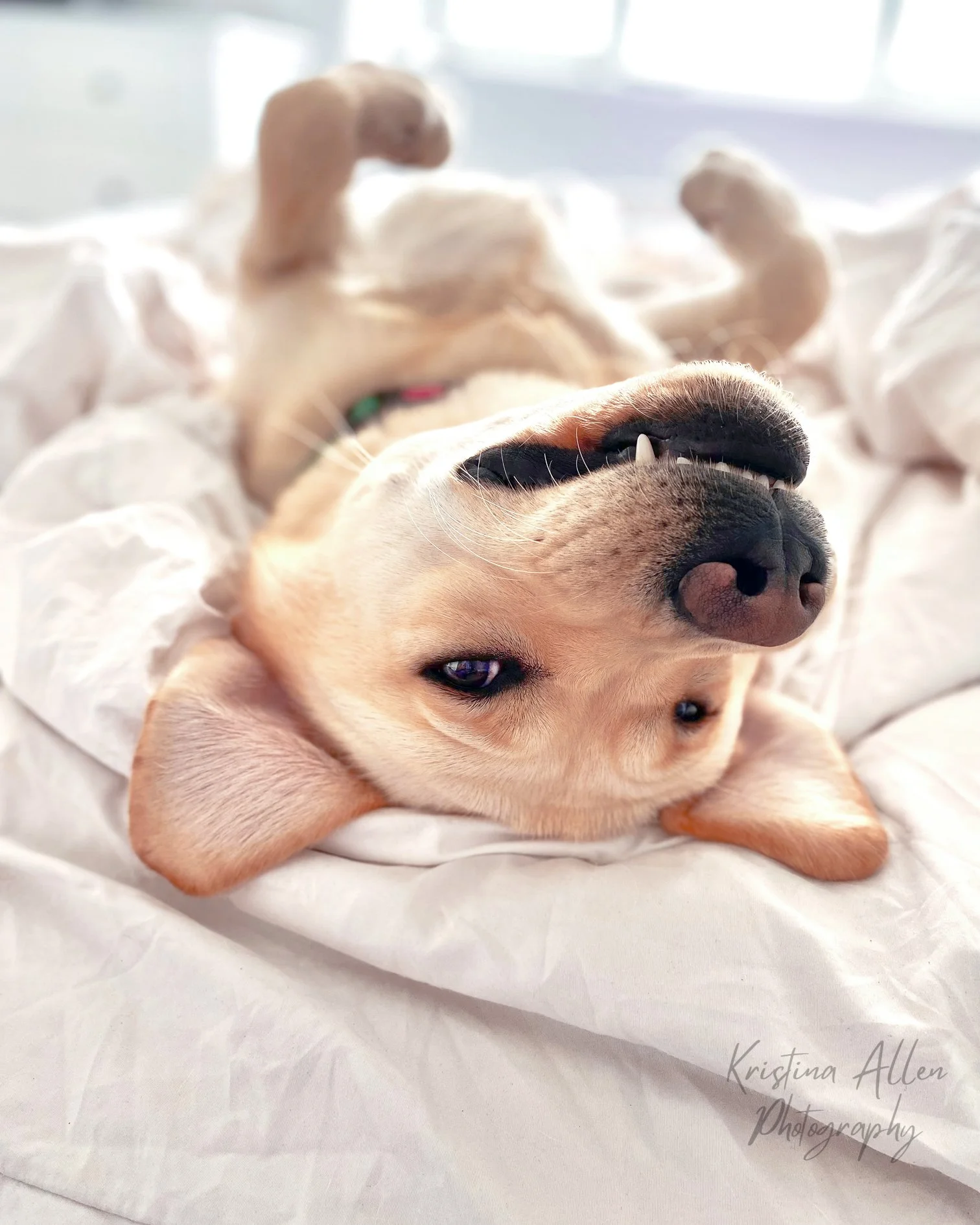 A playful light brown puppy lying on its back on a white blanket, with one eye partly closed and showing teeth.