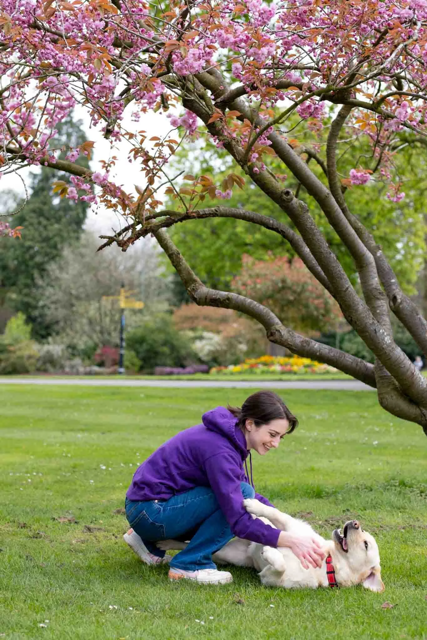 A smiling woman in a purple hoodie and jeans playing with a yellow dog on a grassy park under a pink blossoming tree.