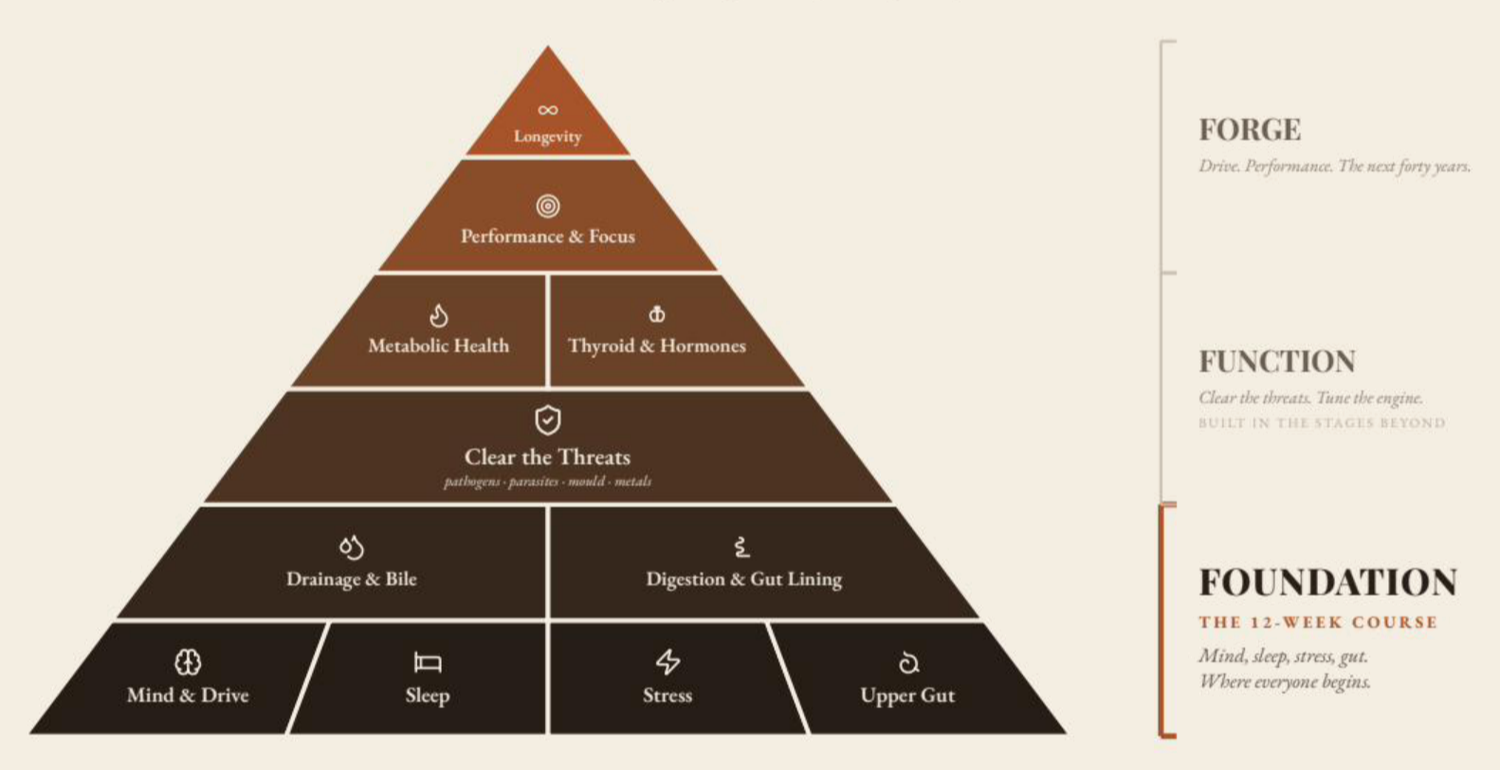 A pyramid diagram illustrating the stages of a 12-week health course. Bottom layer includes Mind & Drive, Sleep, Stress, Upper Gut. Next layer has Drainage & Bile, Digestion & Gut Lining. Following is Clear the Threats: pathogens, parasites, mold, metals. Above that are Metabolic Health and Thyroid & Hormones. The top layers are Performance & Focus, and at the peak, Longevity. The right side notes the course's purpose: to build a foundation for mind, sleep, stress, and gut, then clear threats, optimize metabolism and hormones, with performance and longevity as goals.