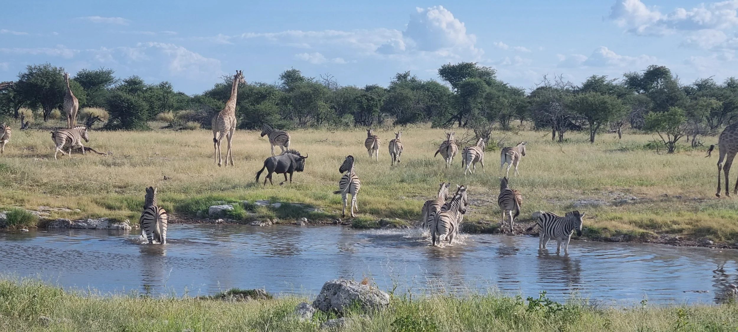 Zebras, giraffes, and a lone wildebeest gather at a Namibian watering hole